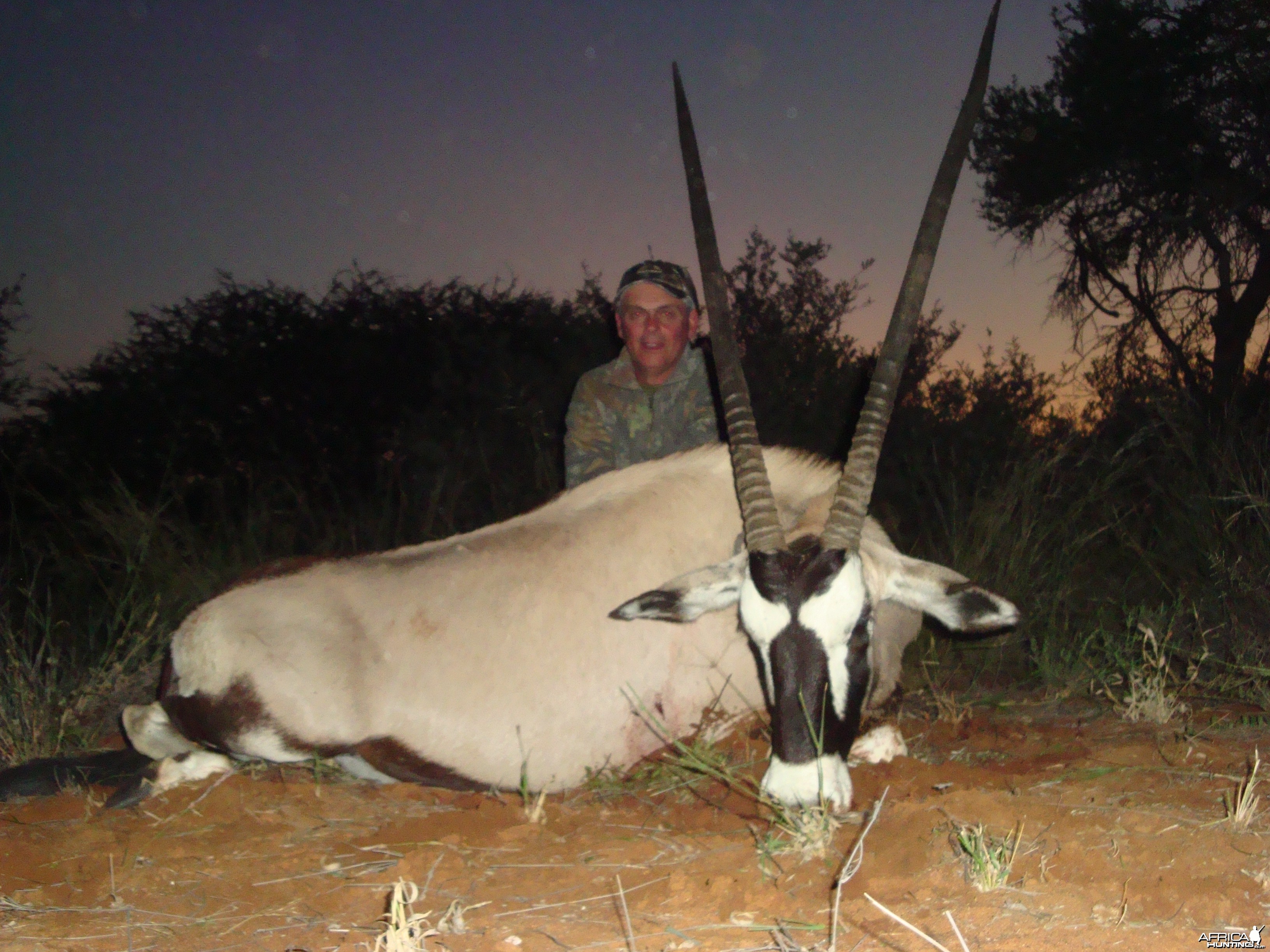 Gemsbok