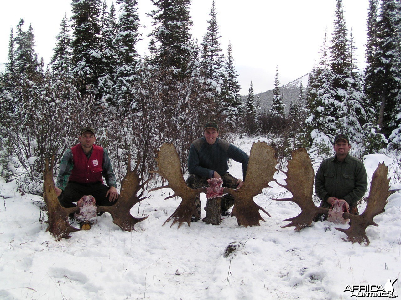 British Columbia Moose Hunt