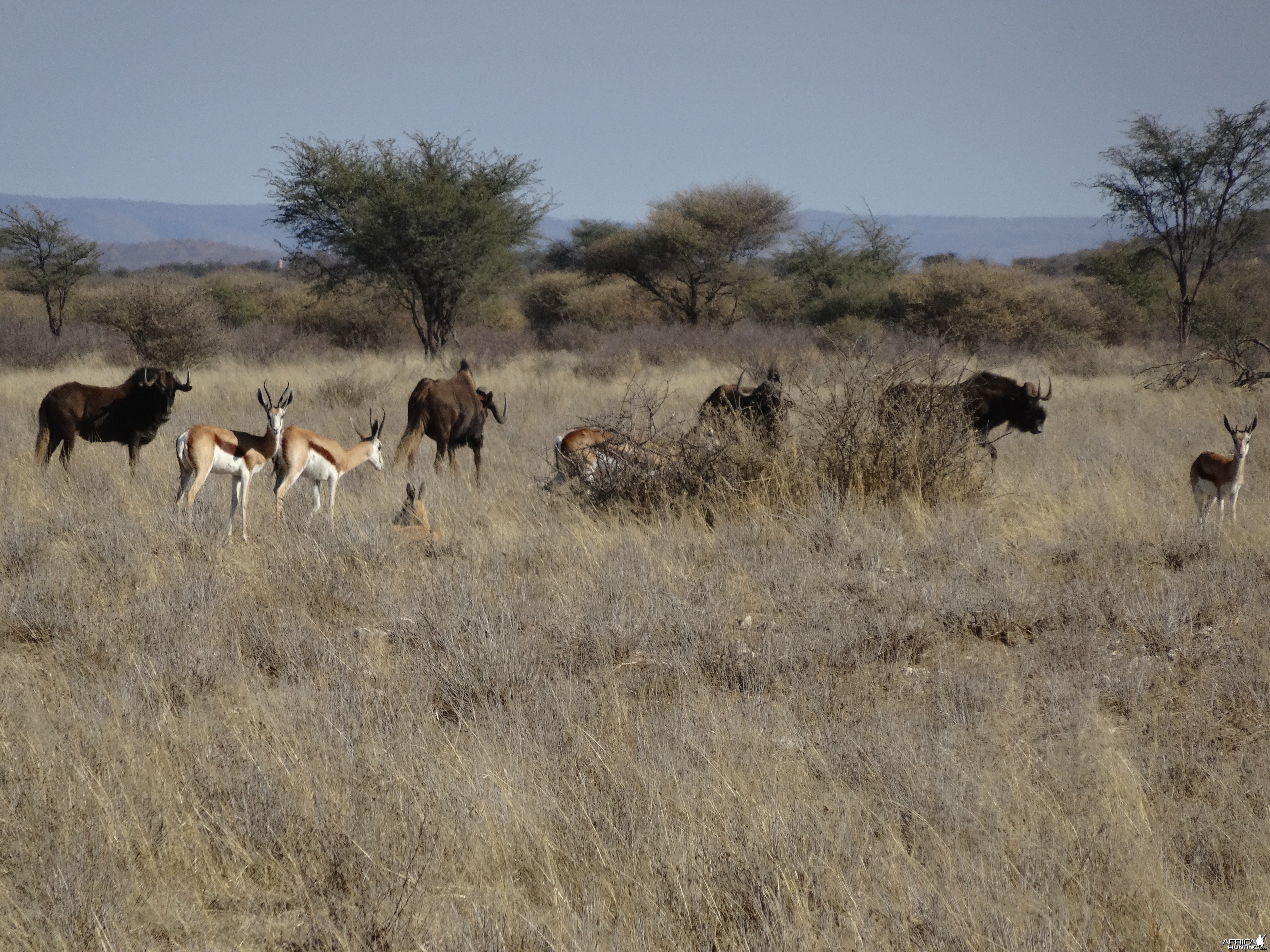 springbok and black wildebeest