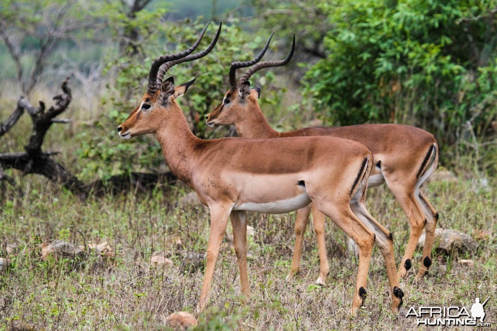 Impala