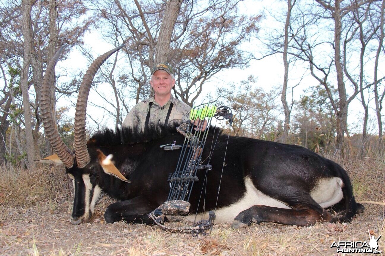 Sable antelope