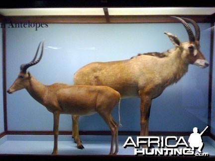 Taxidermy Impala &amp; Roan Antelope
