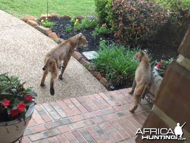 Bobcats in TX