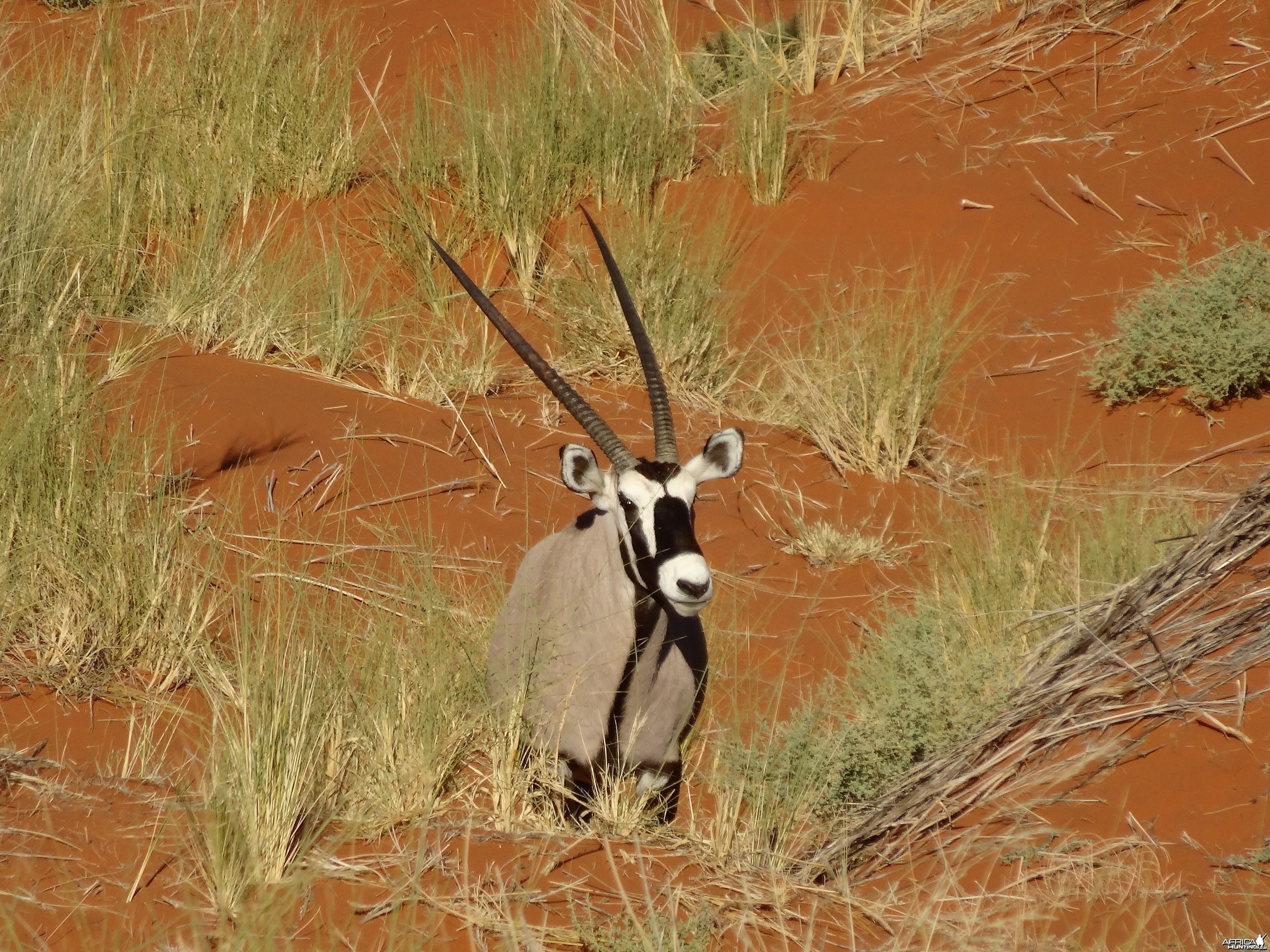 oryx in Kalahari sand