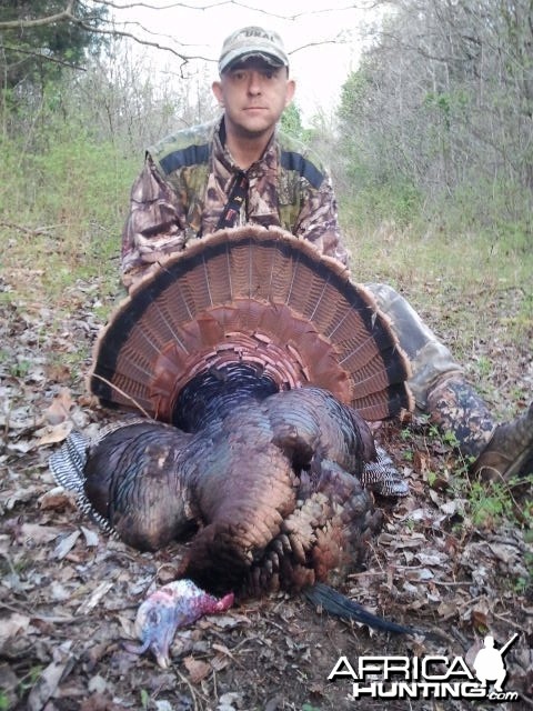 Gobbler 2013 10.5&quot; Beard 1.5&quot; Spurs