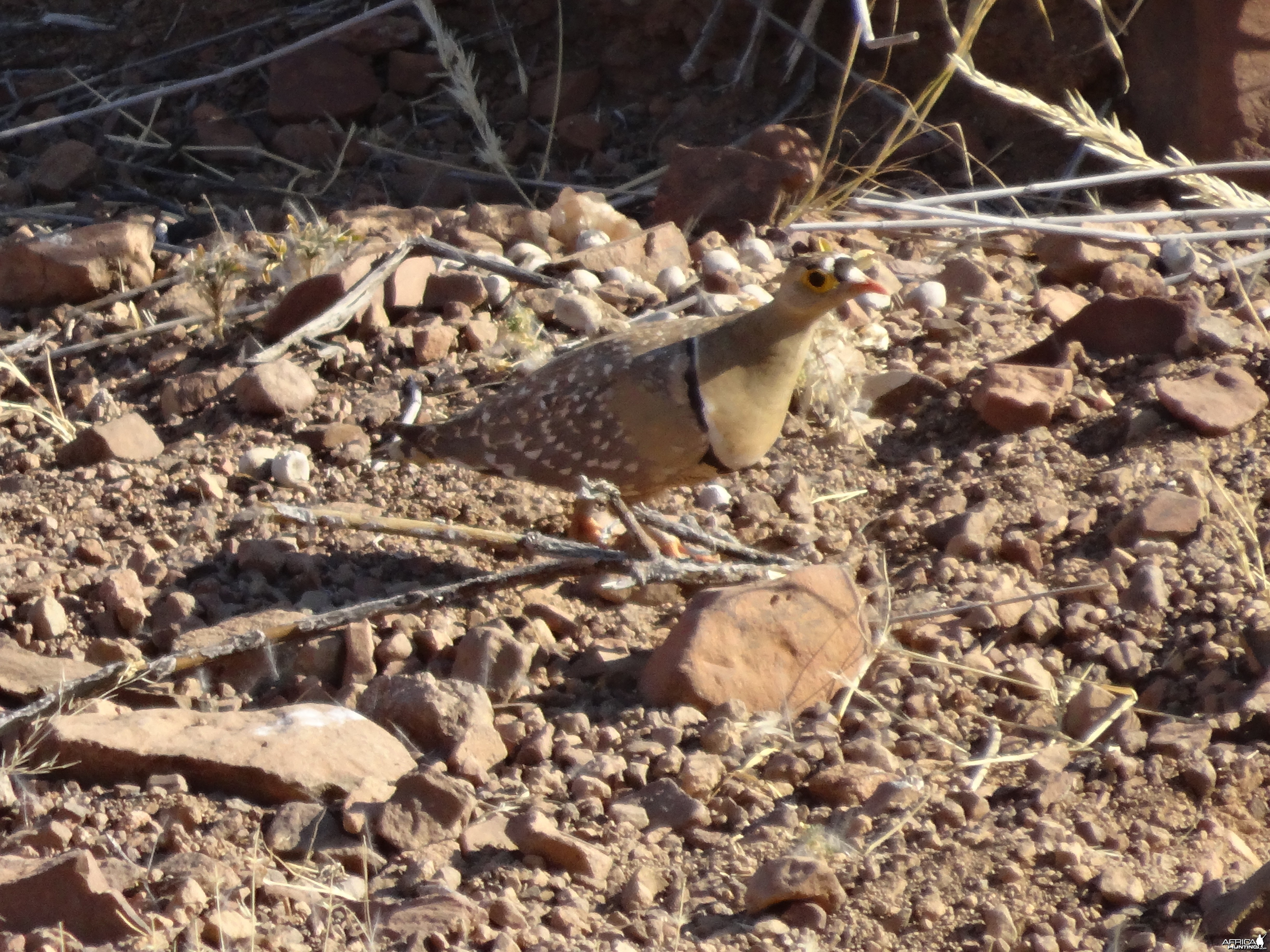 double-banded sandgrouse