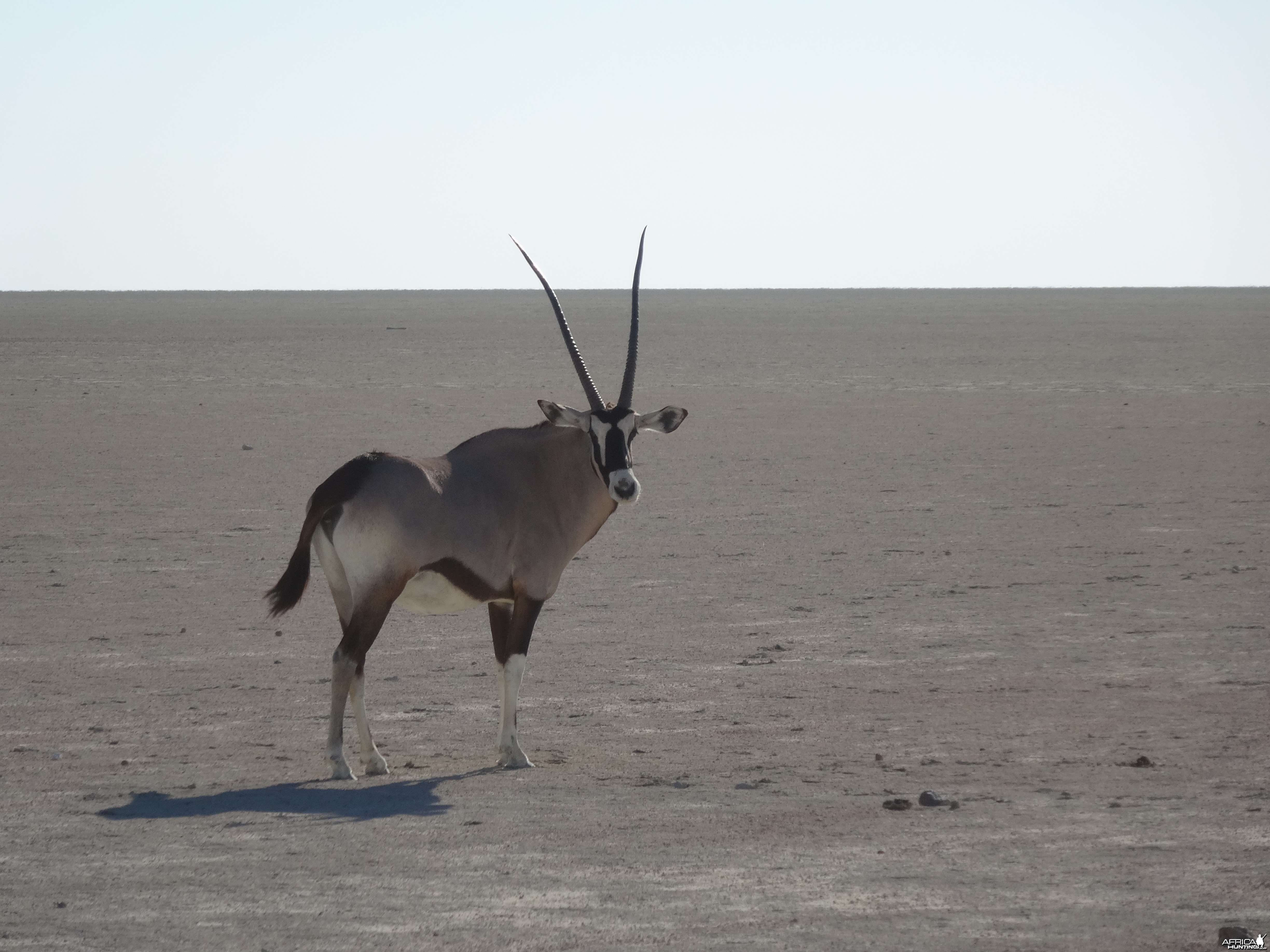 oryx on the Etosha pan