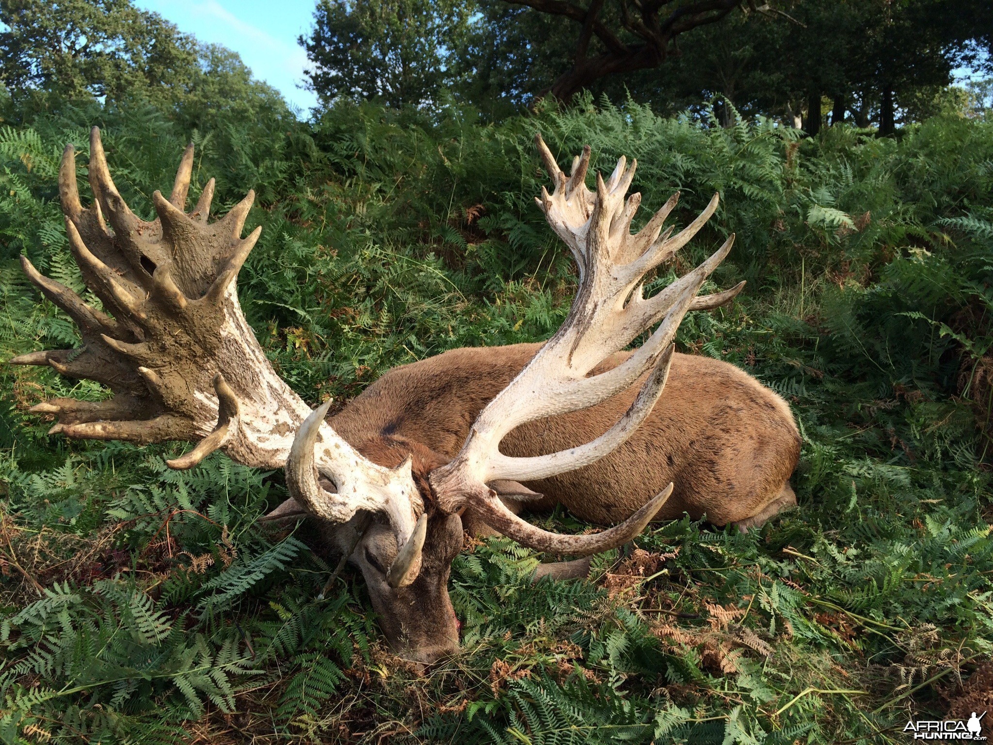 Fingers crossed the new British Record Red Stag