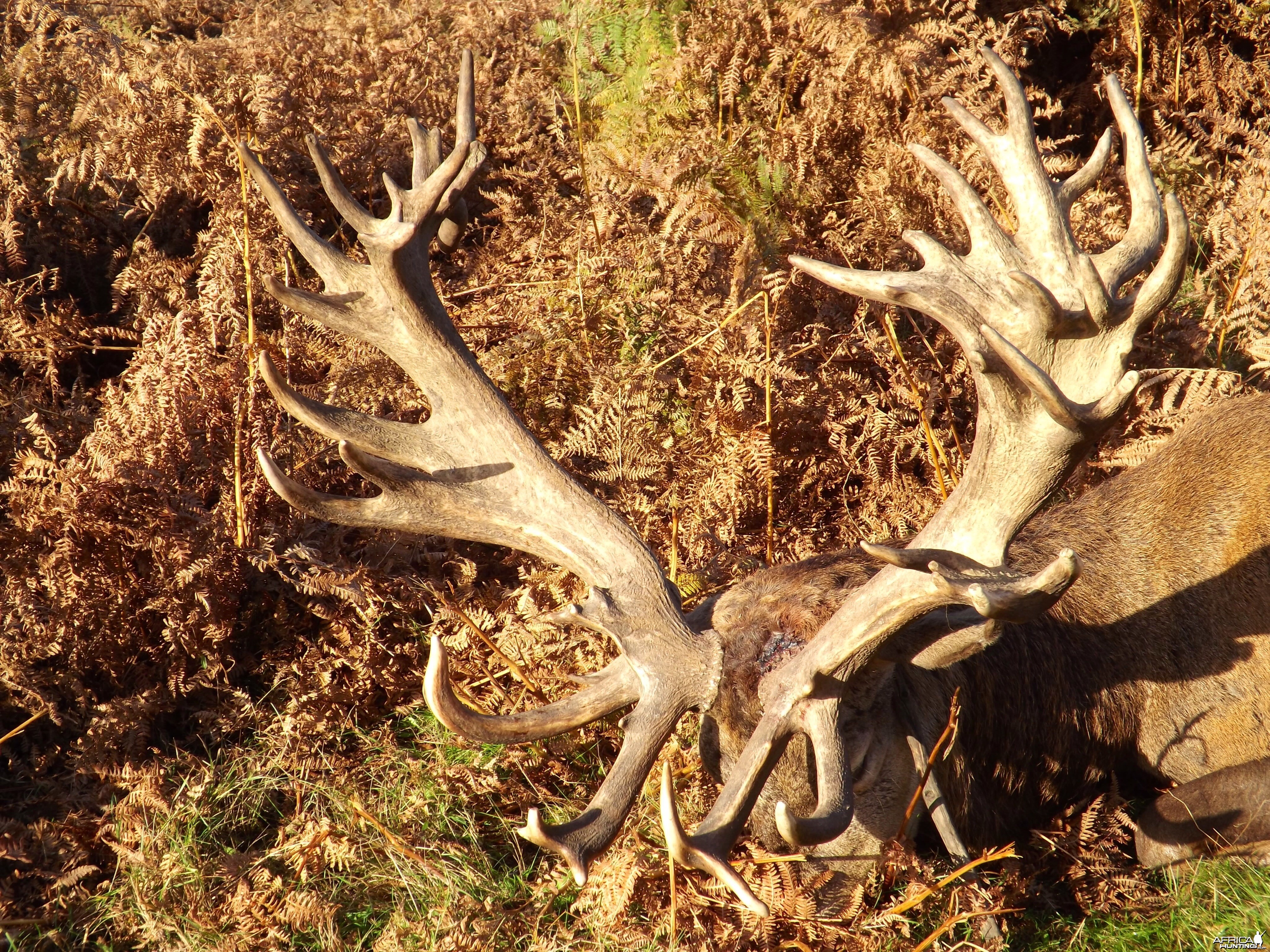 Stunning Red Stag