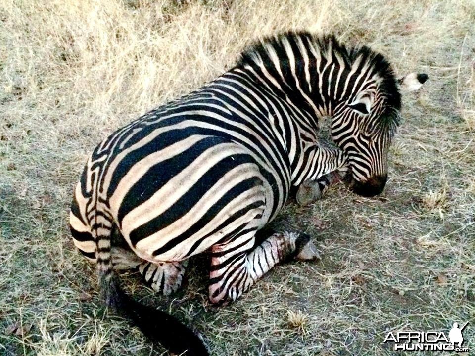 Burchells_Zebra