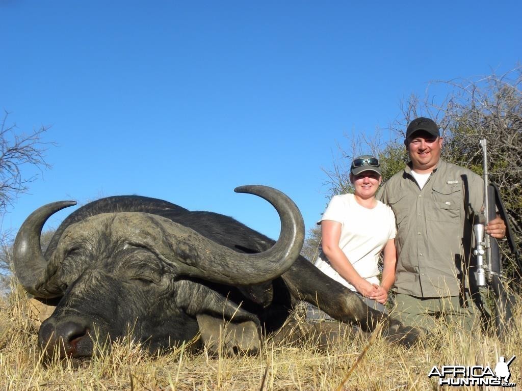 Cape Buffalo