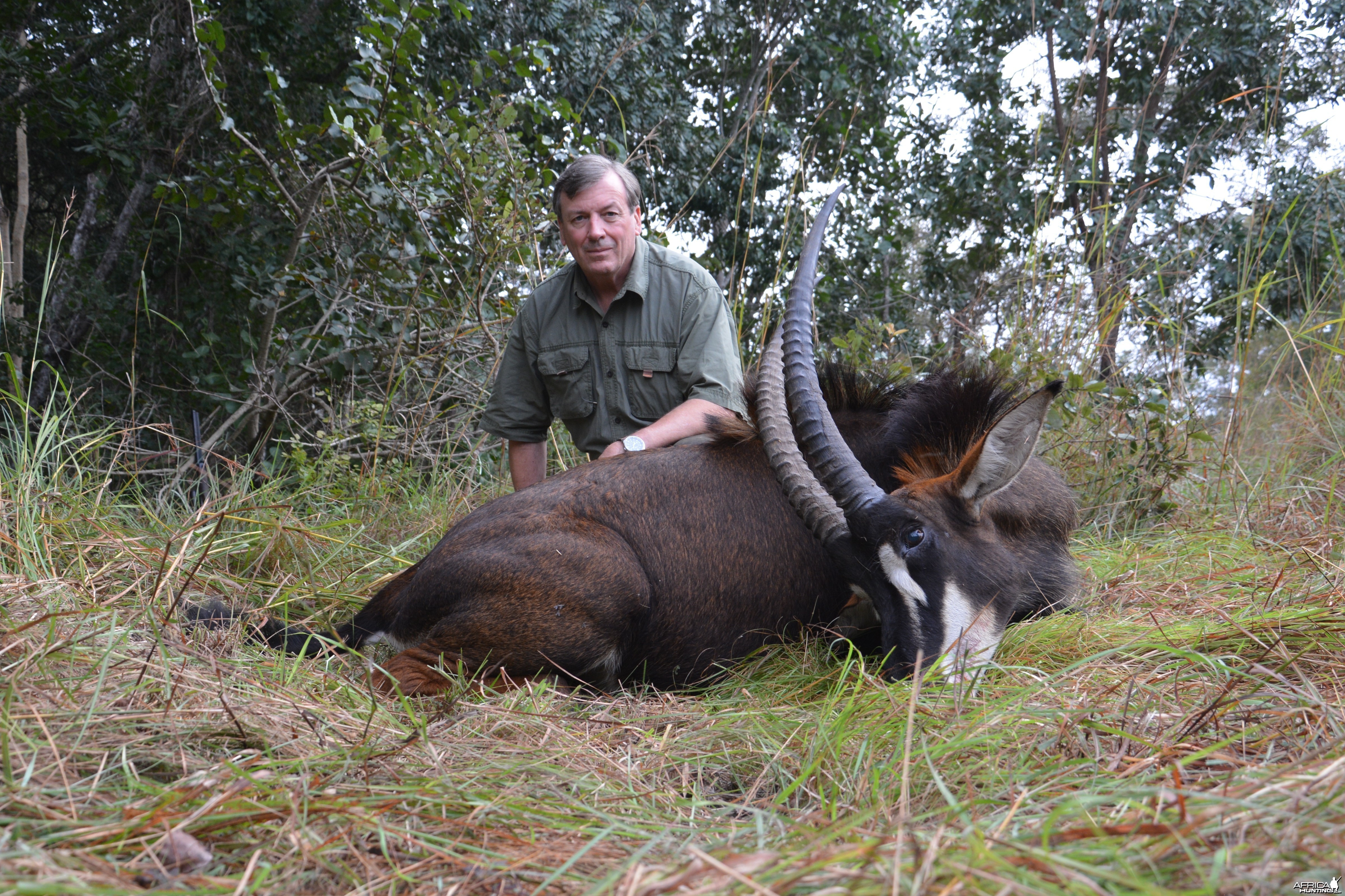 34&quot;  Not the biggest sable - but a free range one