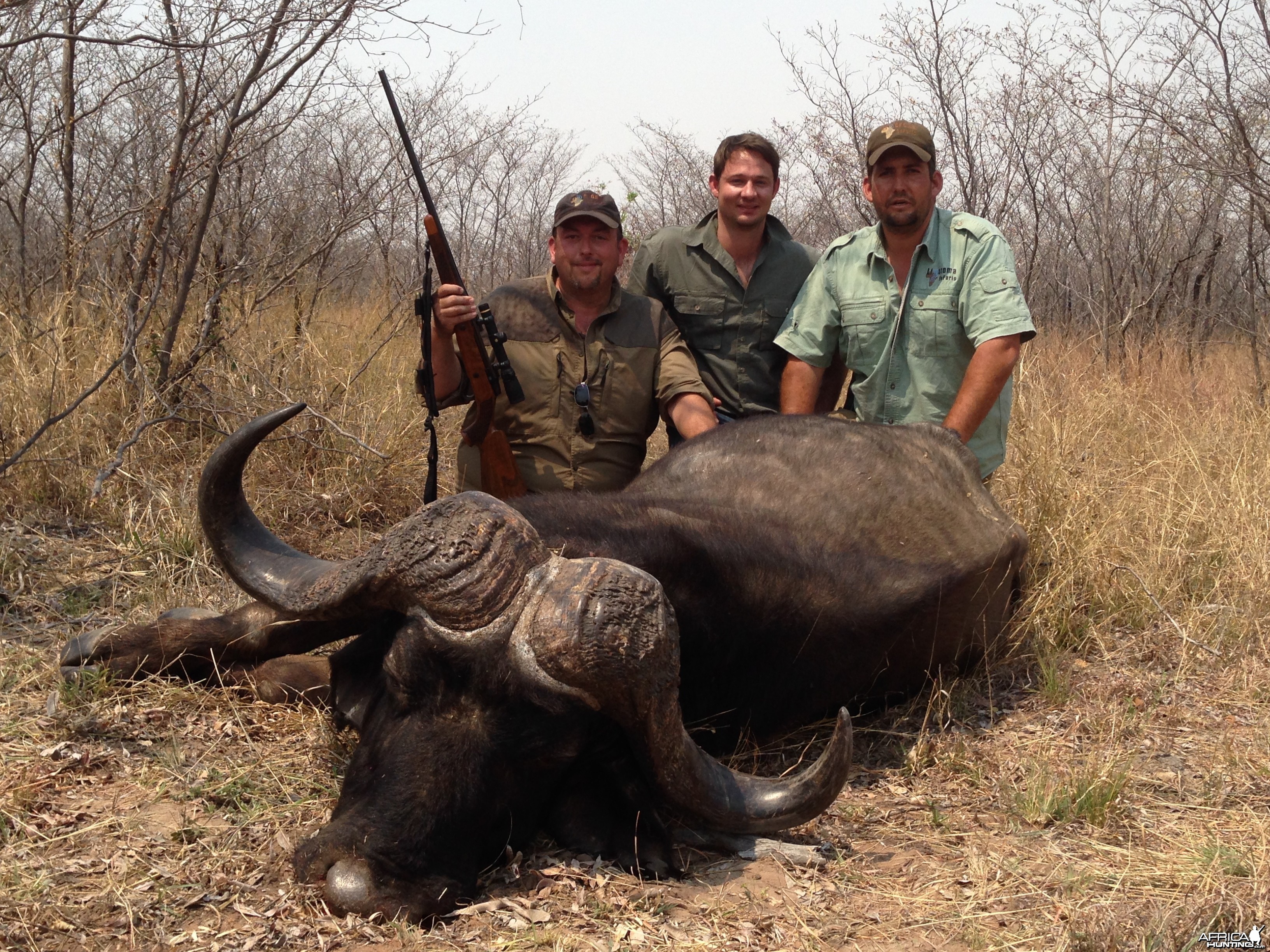 Big Old Cape Buffalo