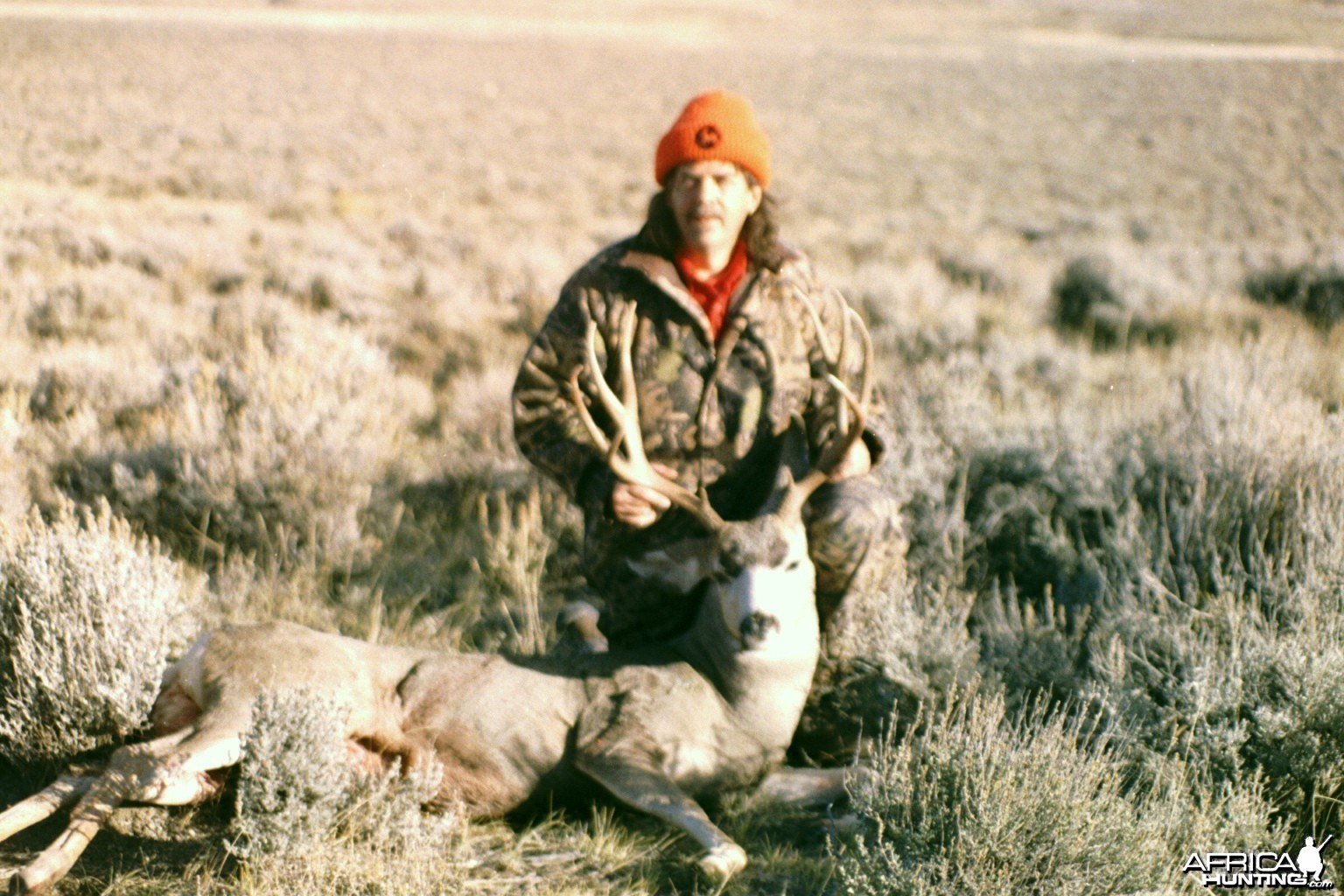 Wyoming Mule Deer