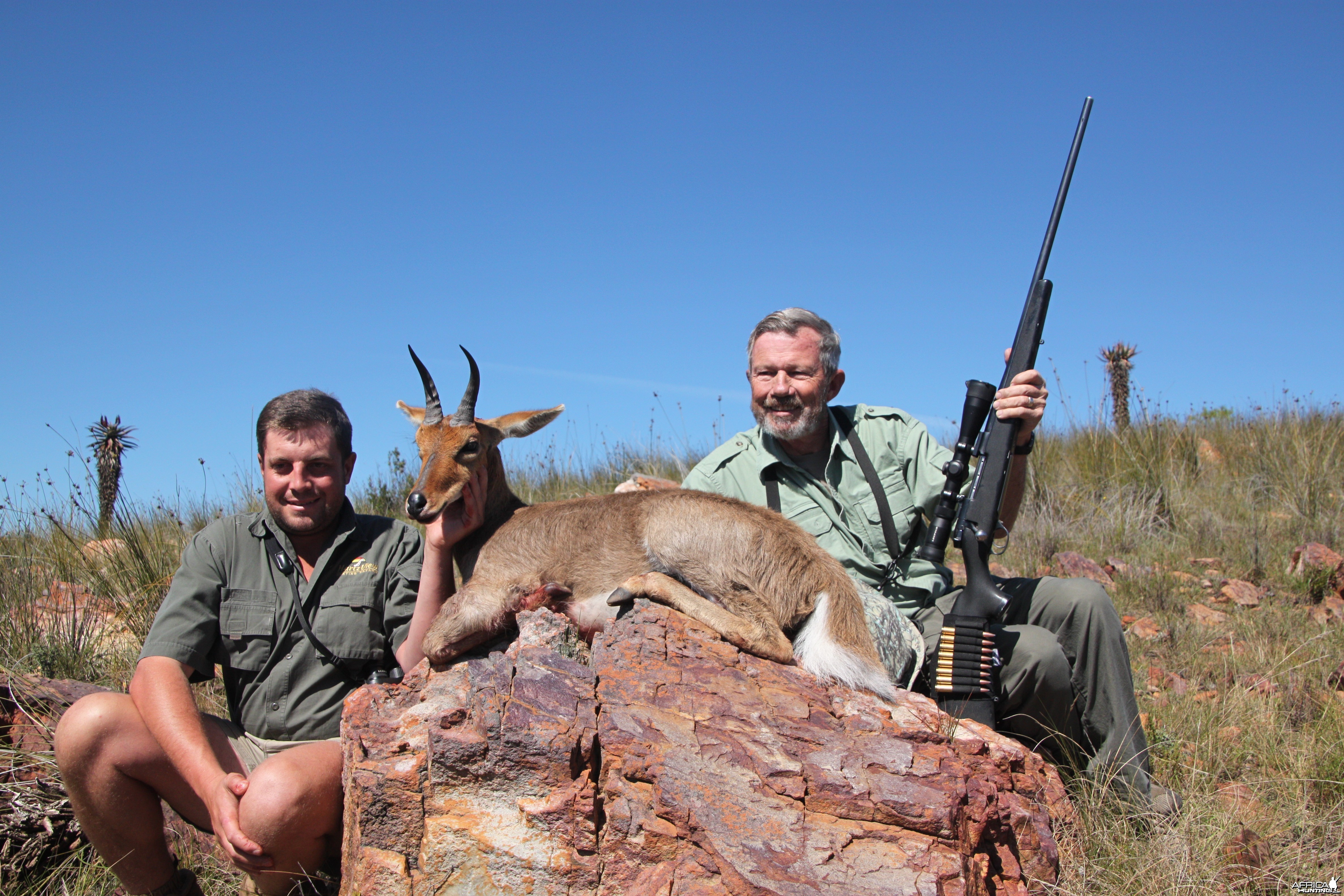 Mountain Reedbuck