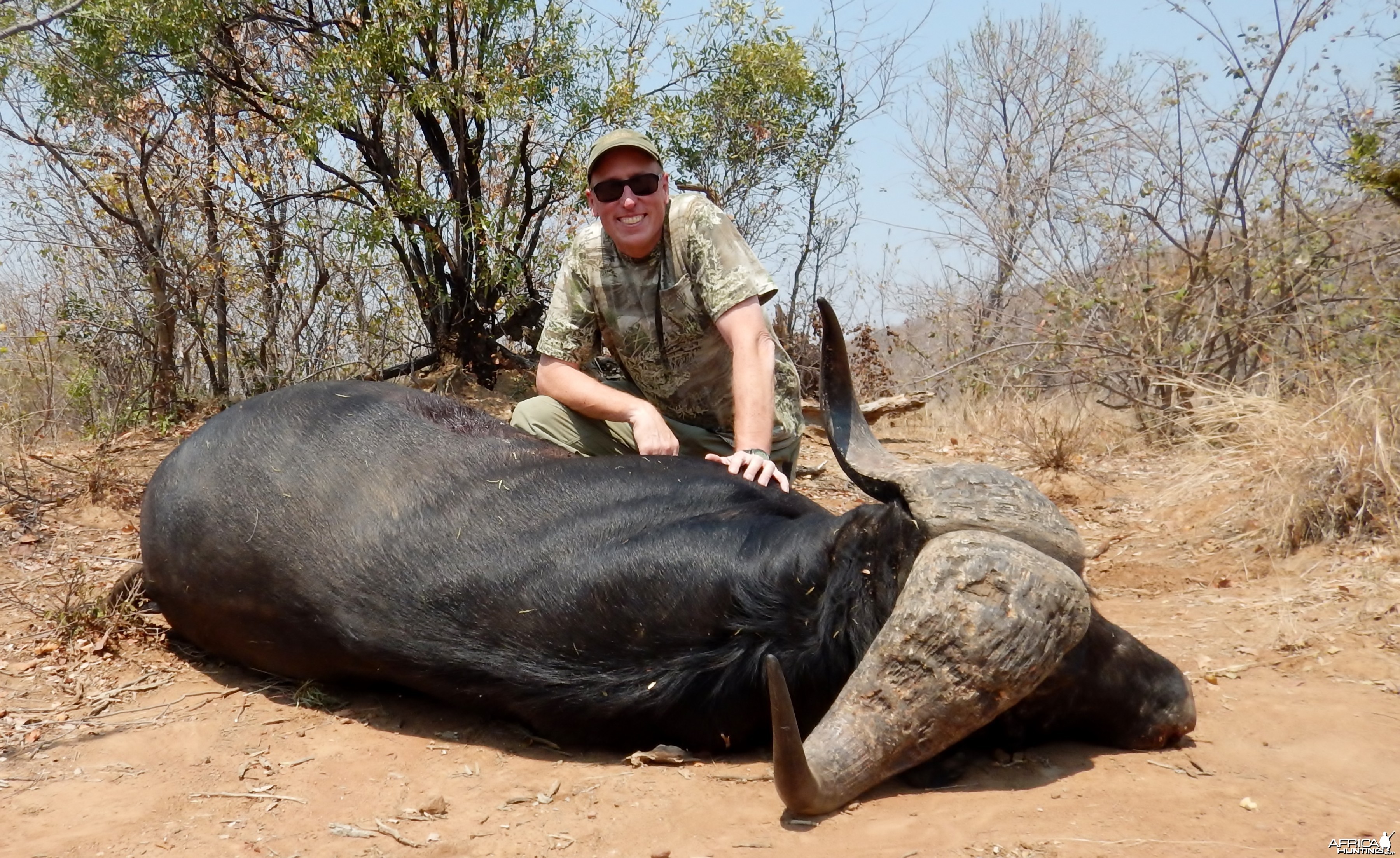 Cape Buffalo