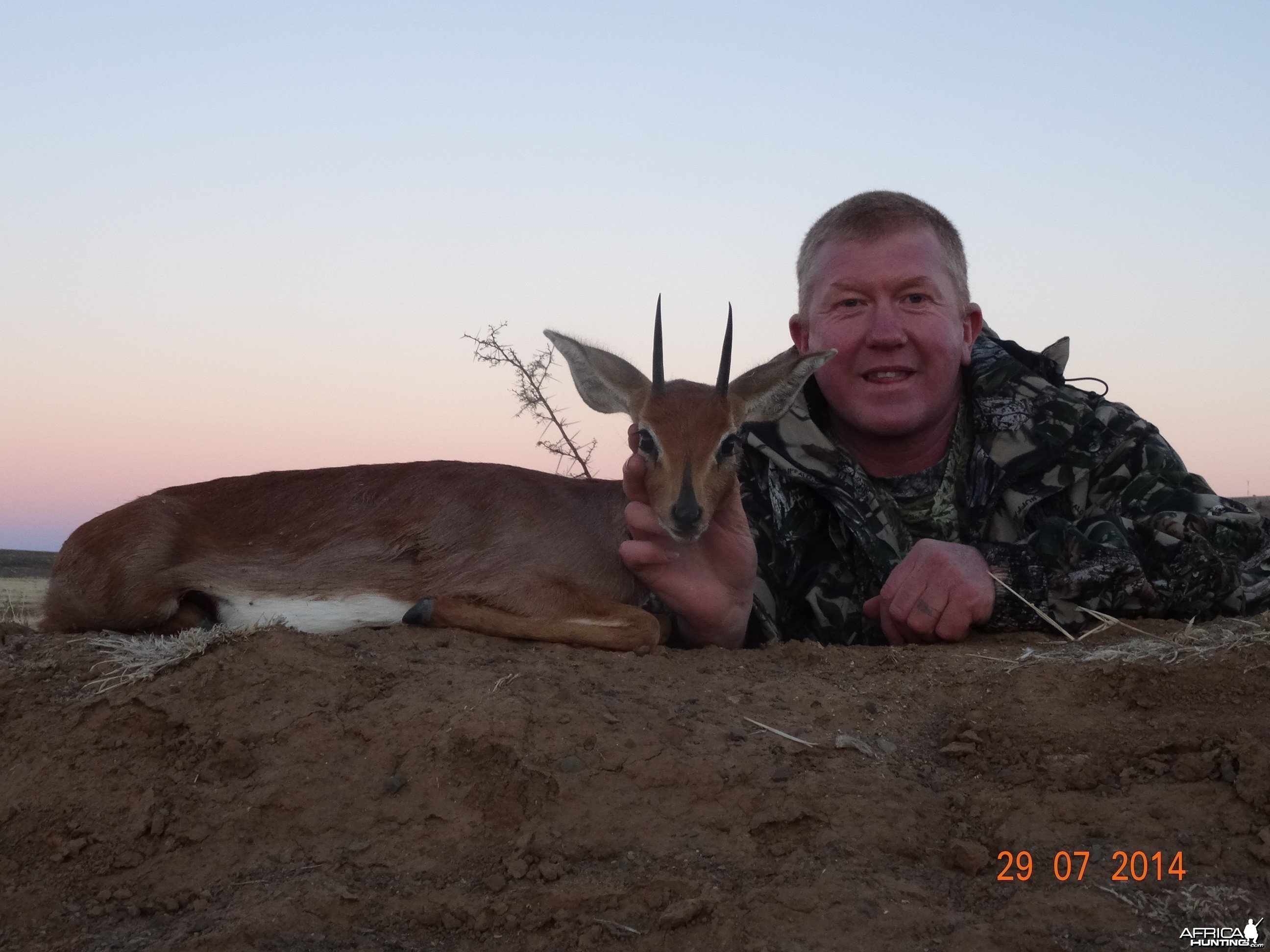 Steenbok