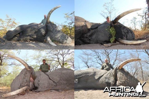 Elephant Namibia