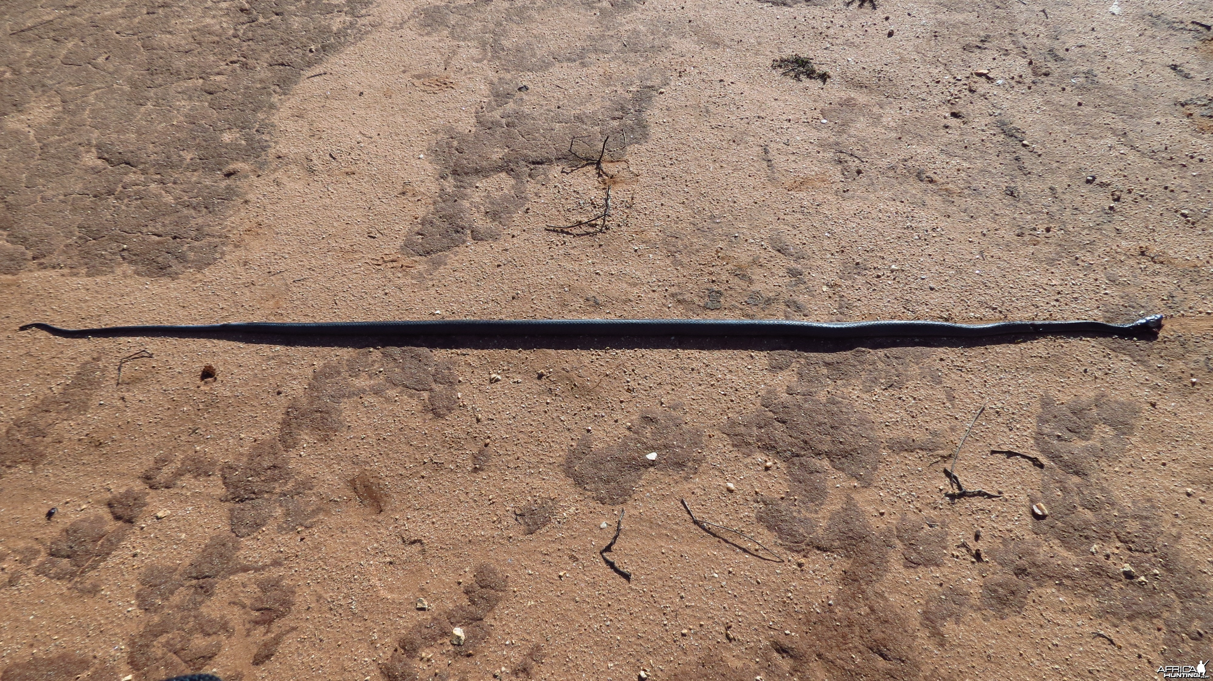 Black Mamba Namibia