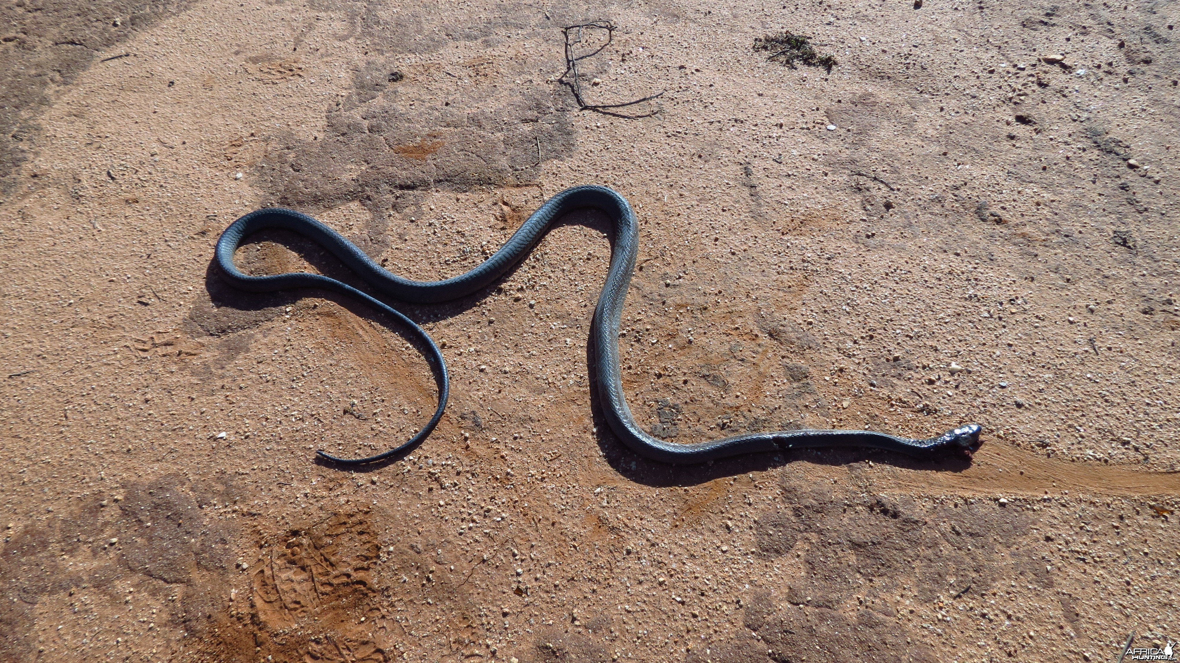 Black Mamba Namibia