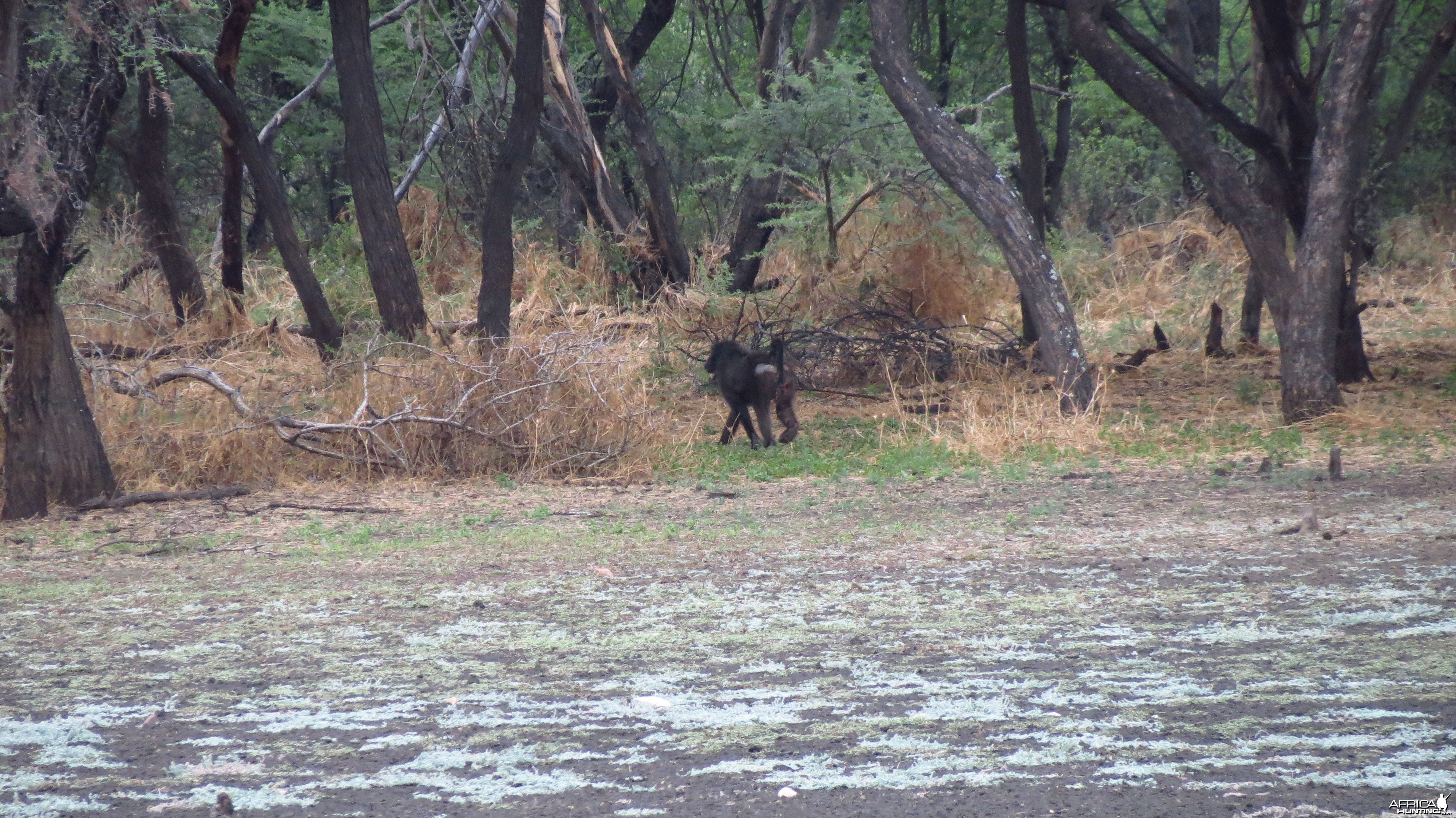 Chacma Babbon Namibia