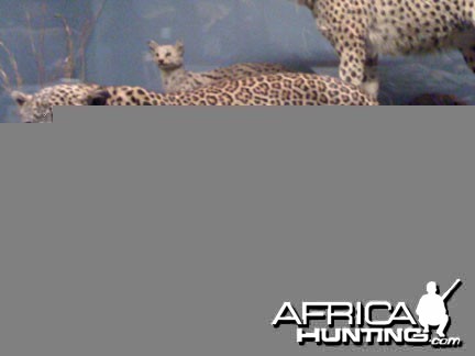 Taxidermy Leopard