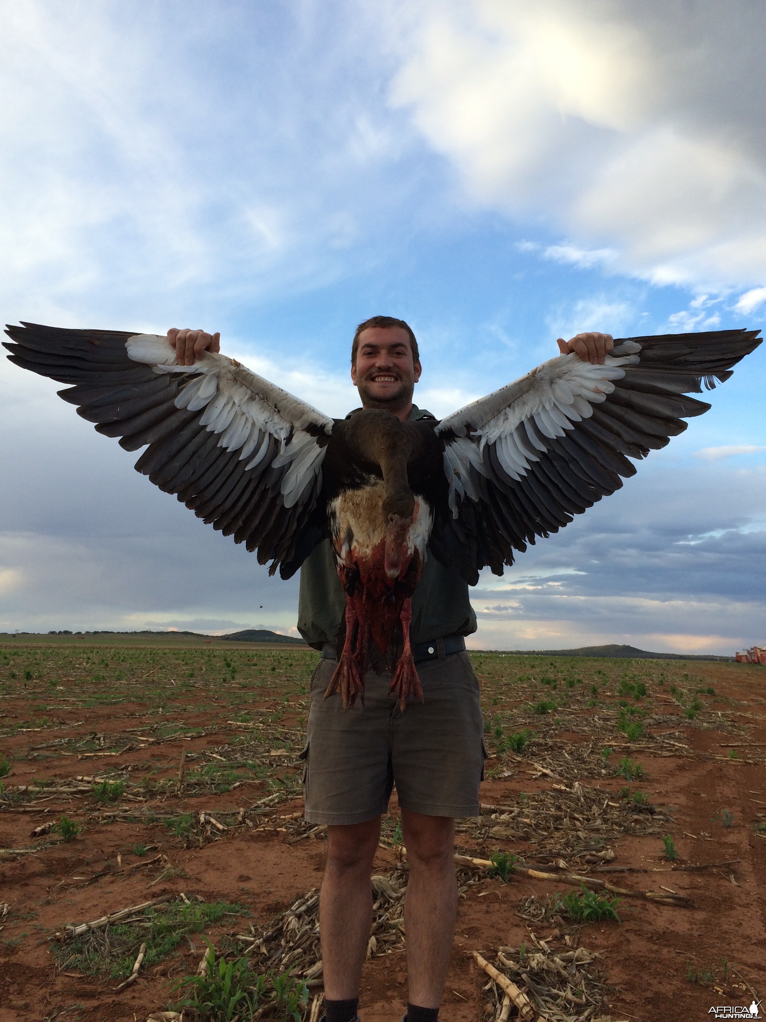 Spur Winged goose