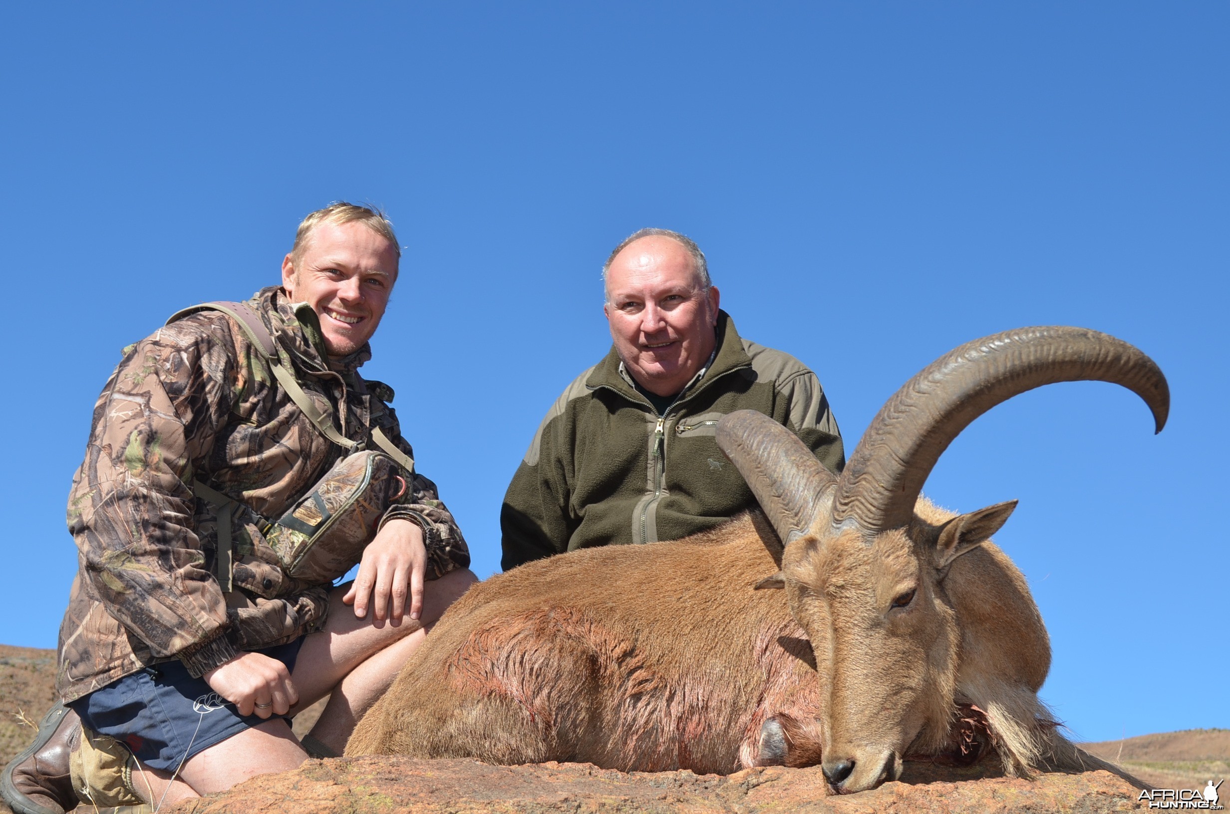 Barbary Sheep KMG Hunting Safaris