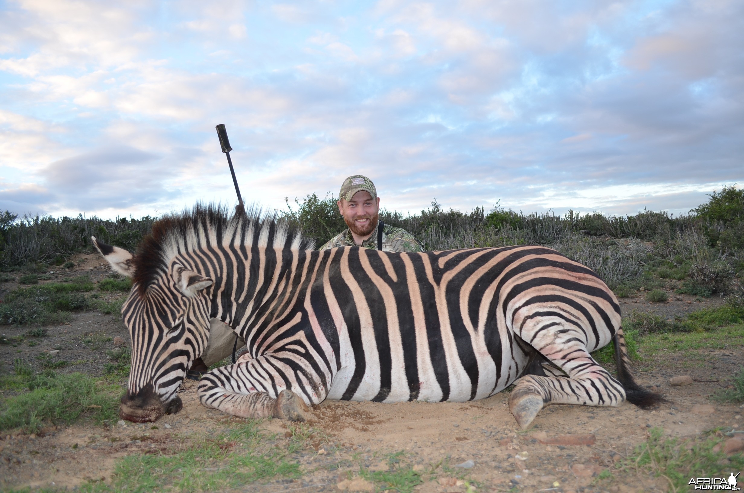 Zebra KMG Hunting Safaris