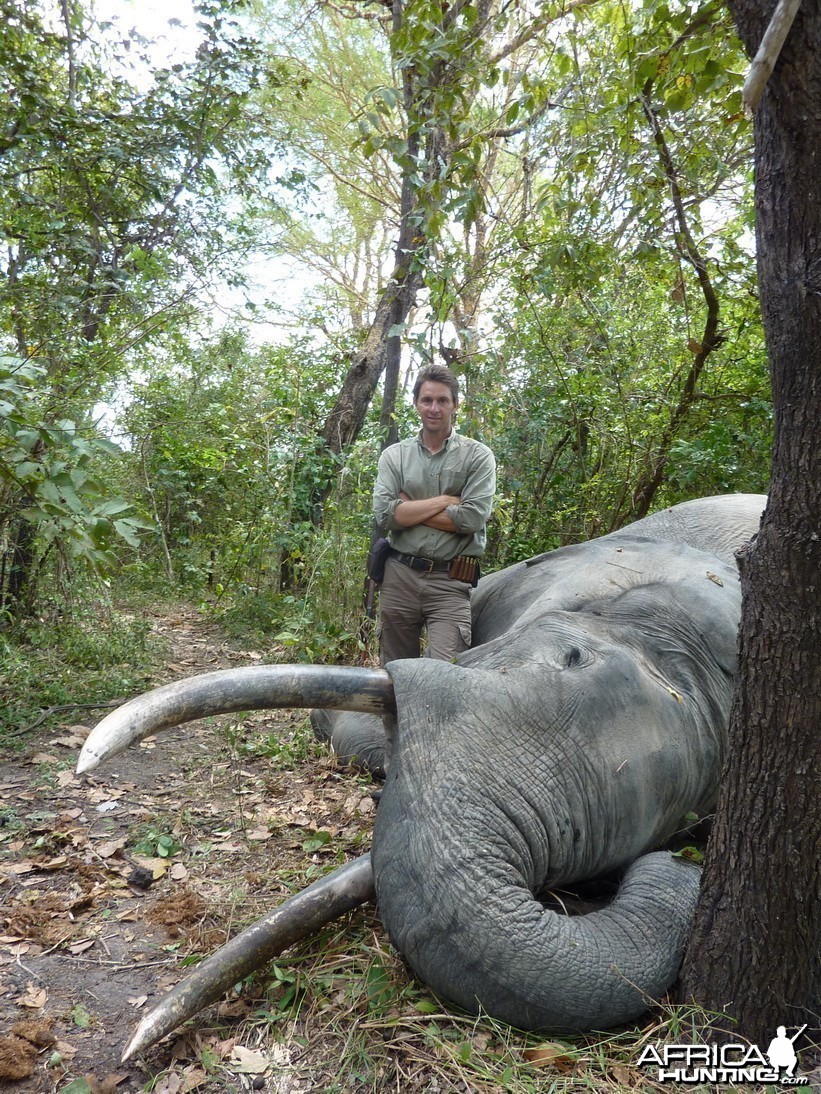 Elephant Hunted in Selous Tanzania - 62 x 63 pounds 185