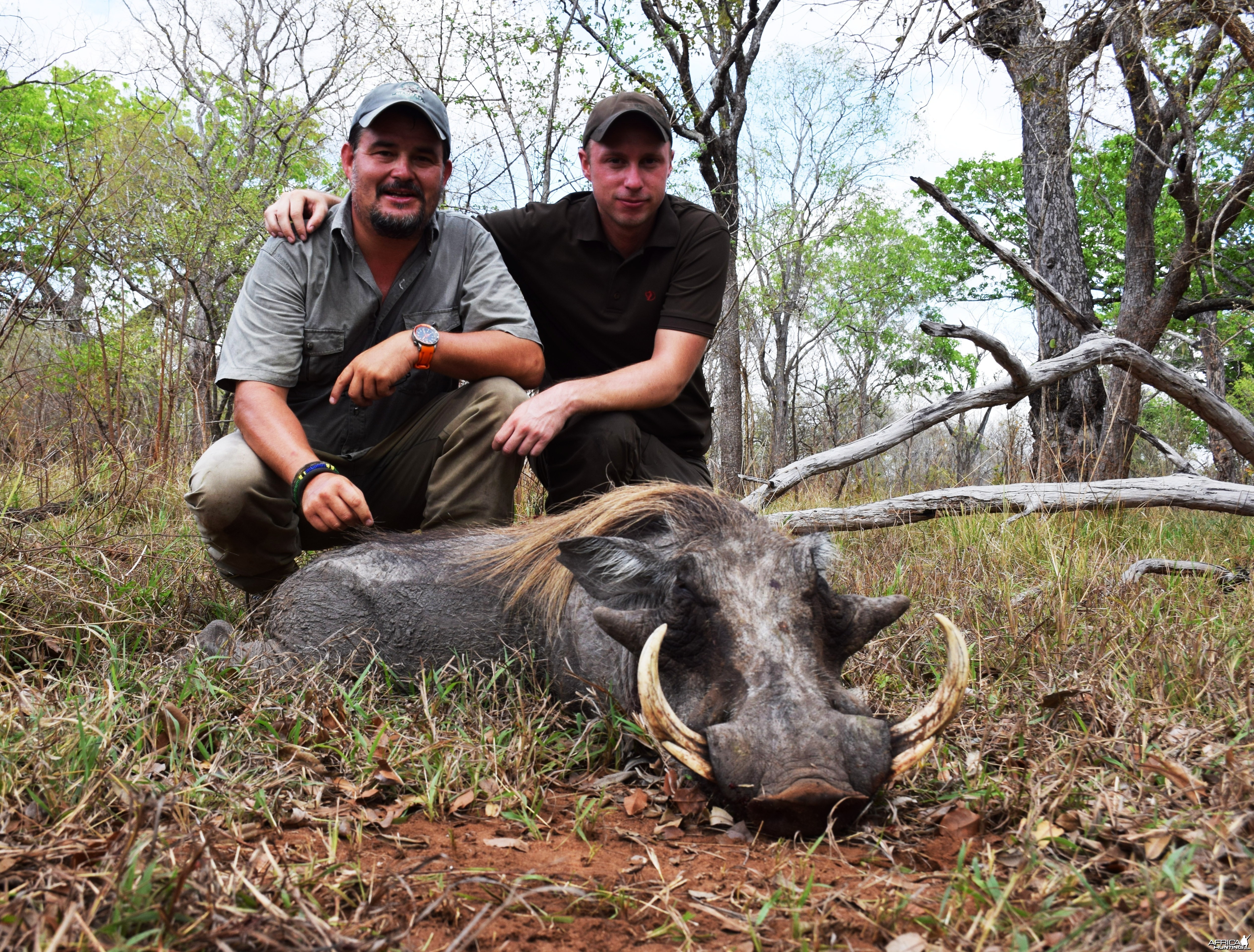 Warthog Selous 2014