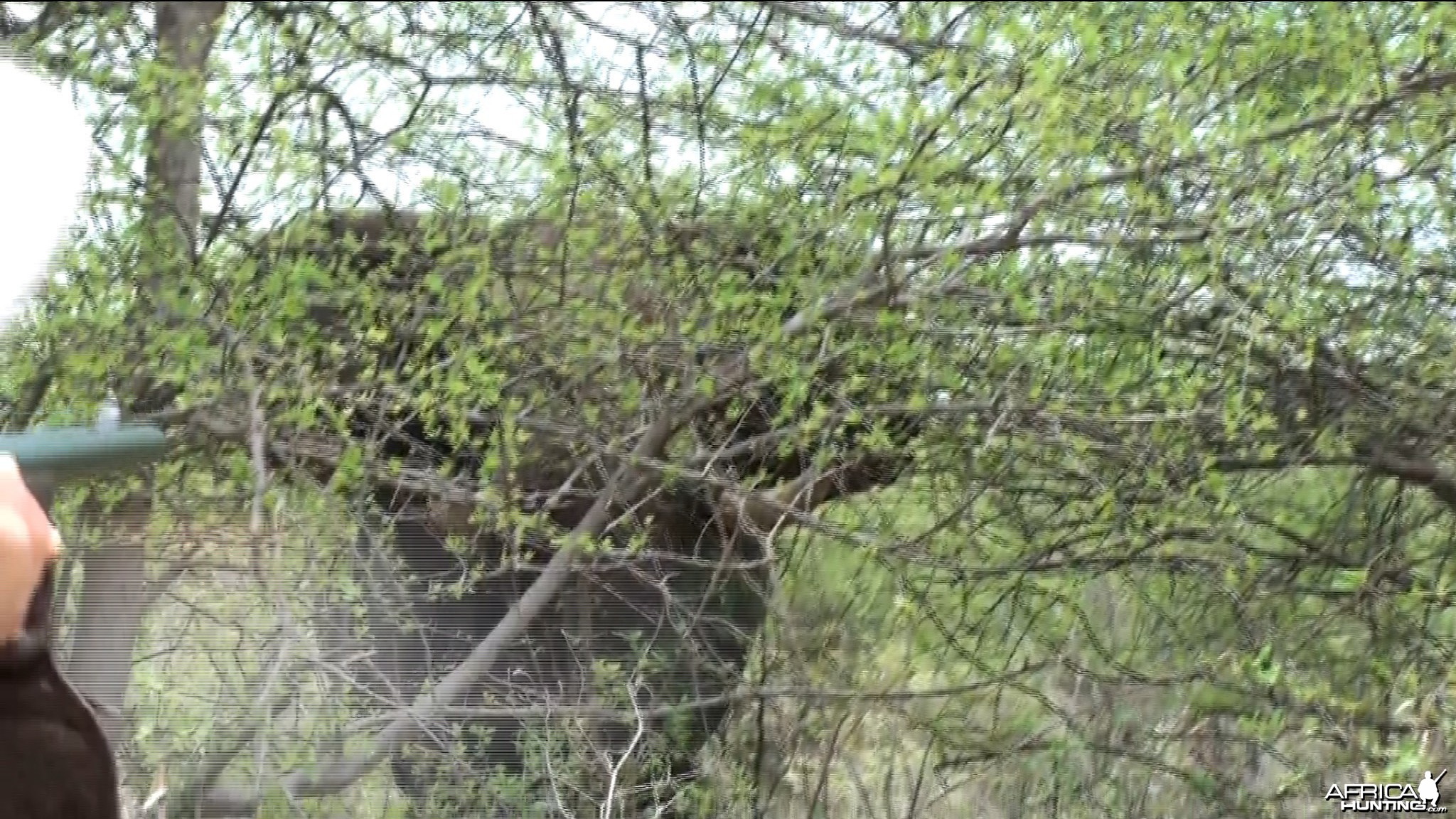 Zimbabwe Elephant, November 2014