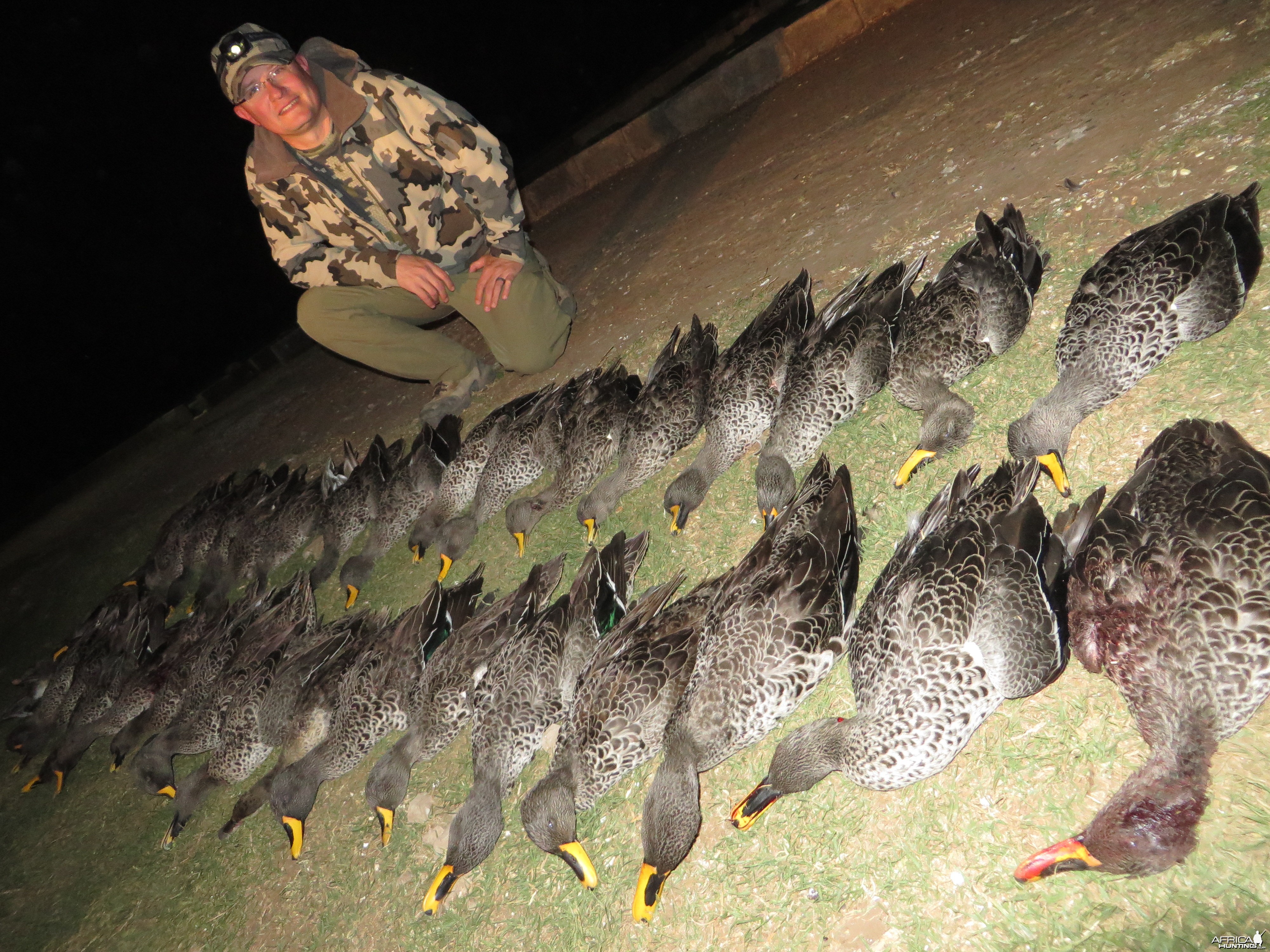 Yellow-billed ducks &amp; Red-billed teal - 2014