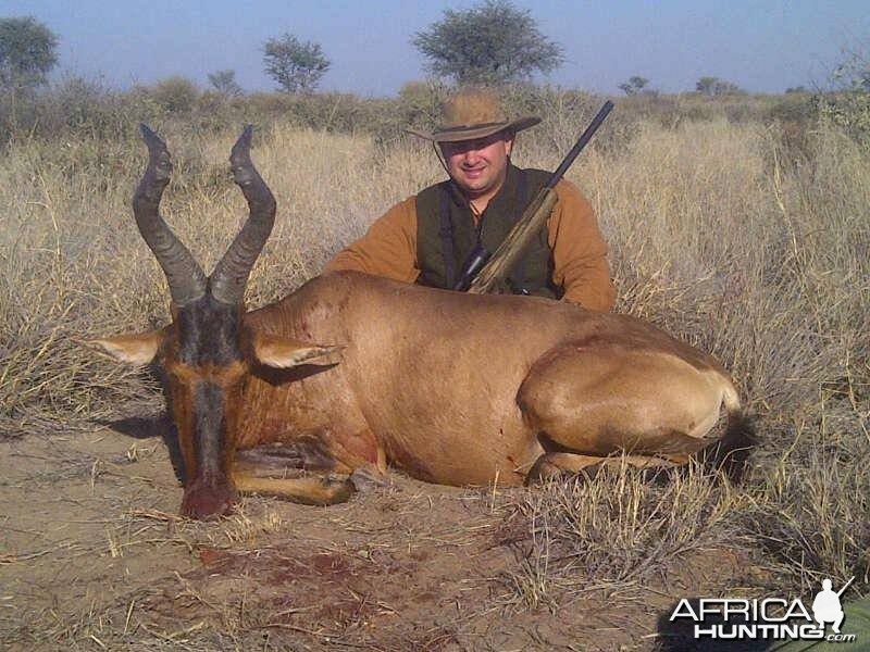 Red Hartebeest