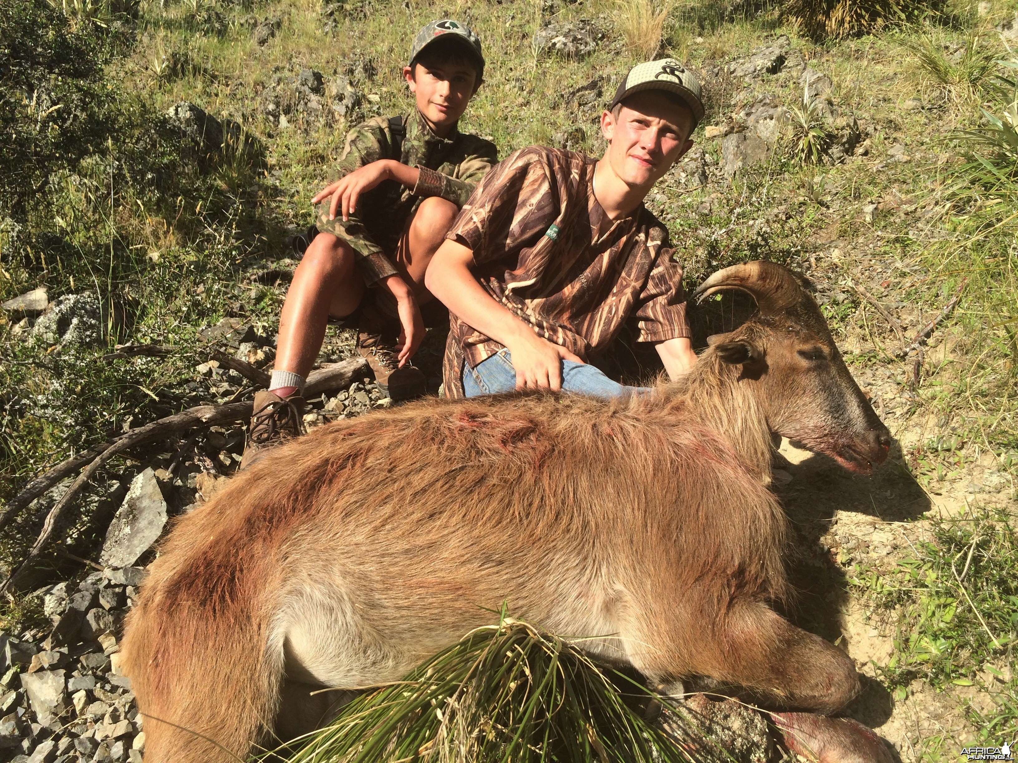 Summer Bull Tahr Hunt