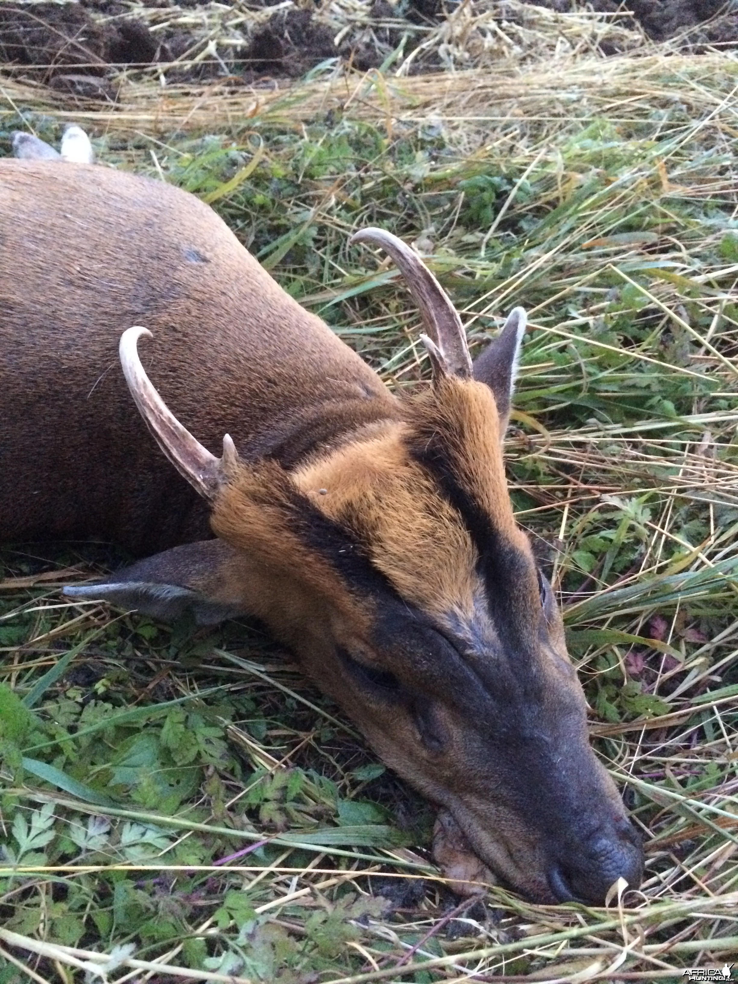 CIC Gold medal muntjac buck