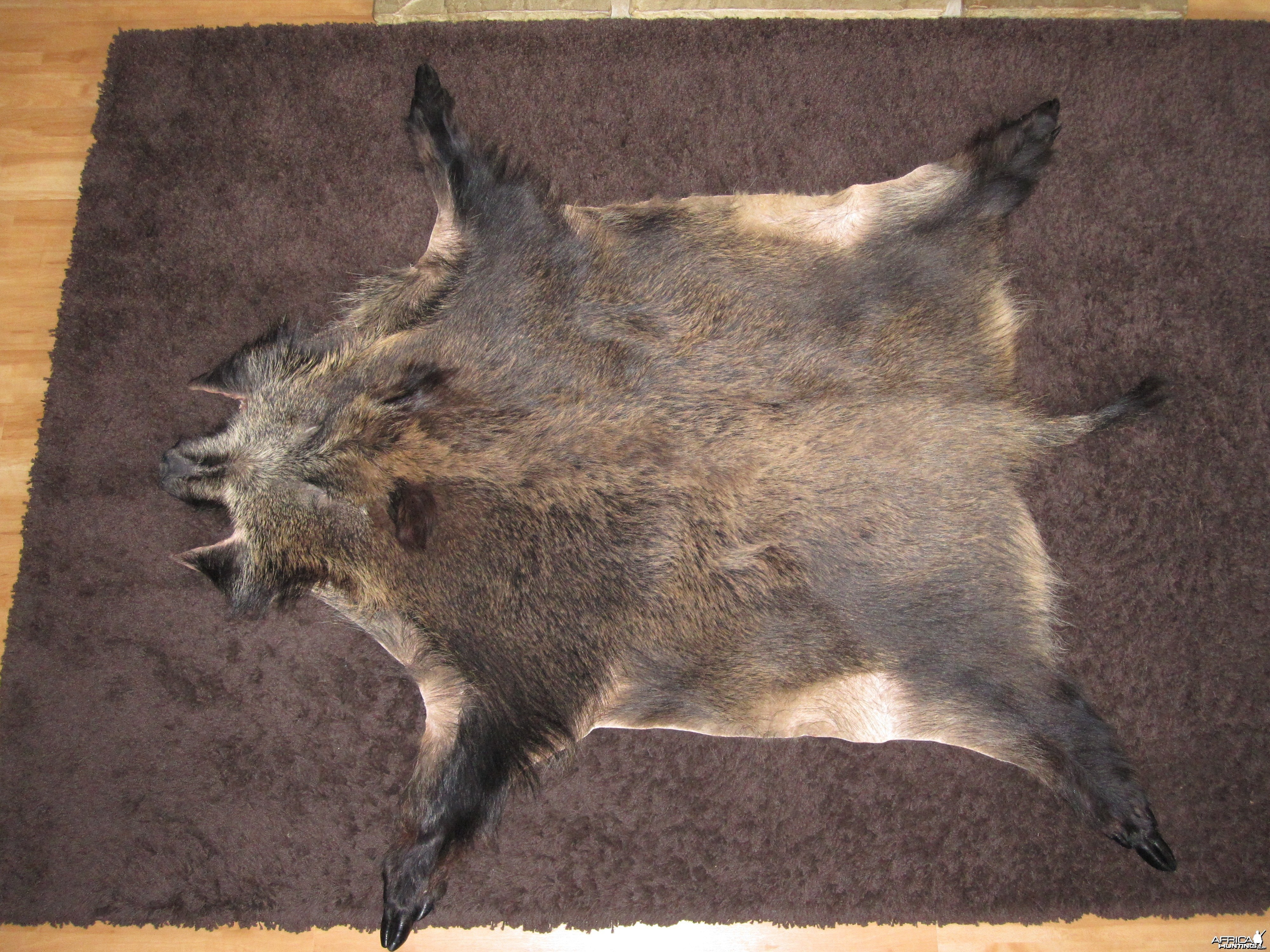 CIC Bronze medal wild boar shot in Germany