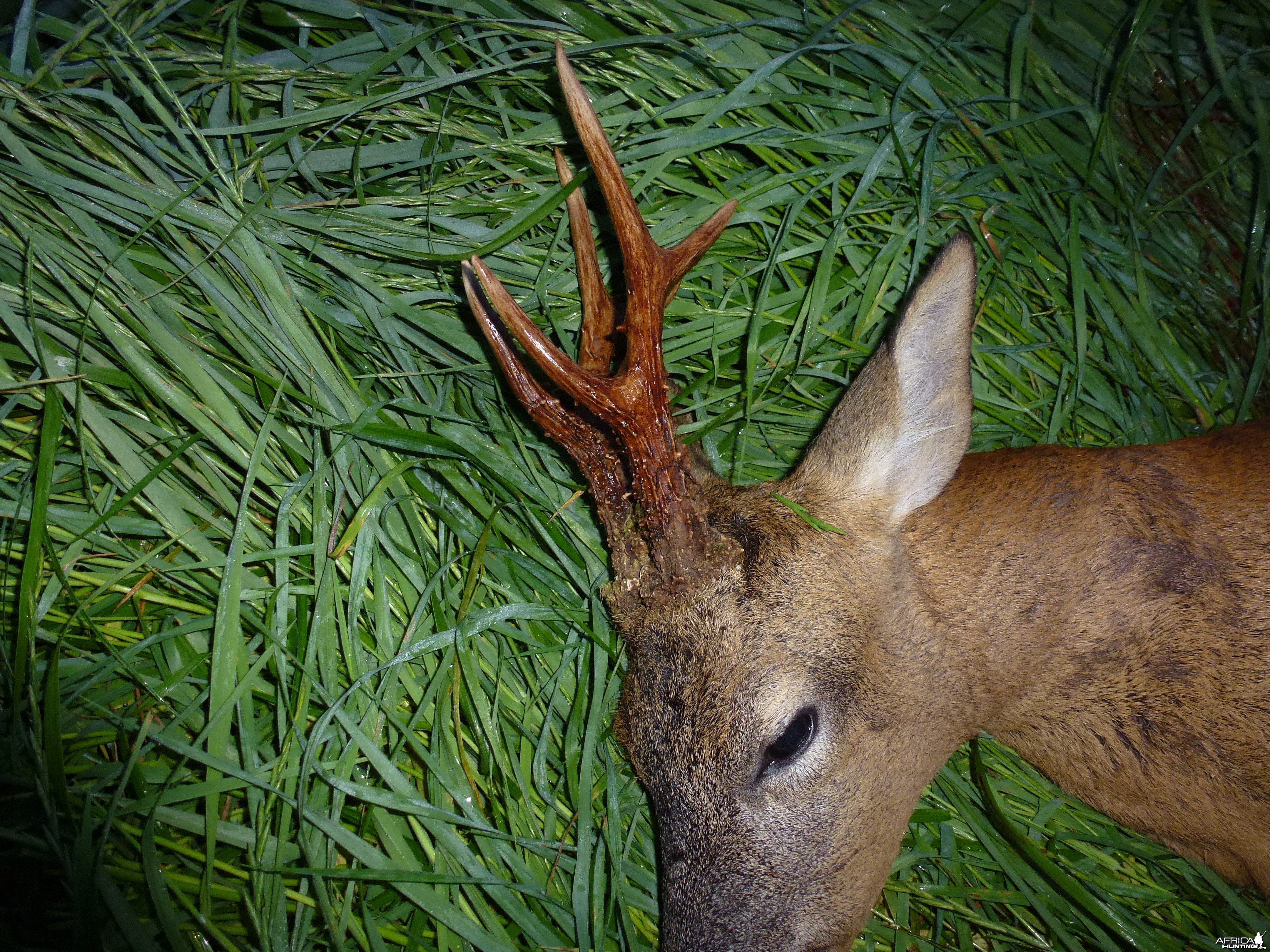 Representative English roe buck