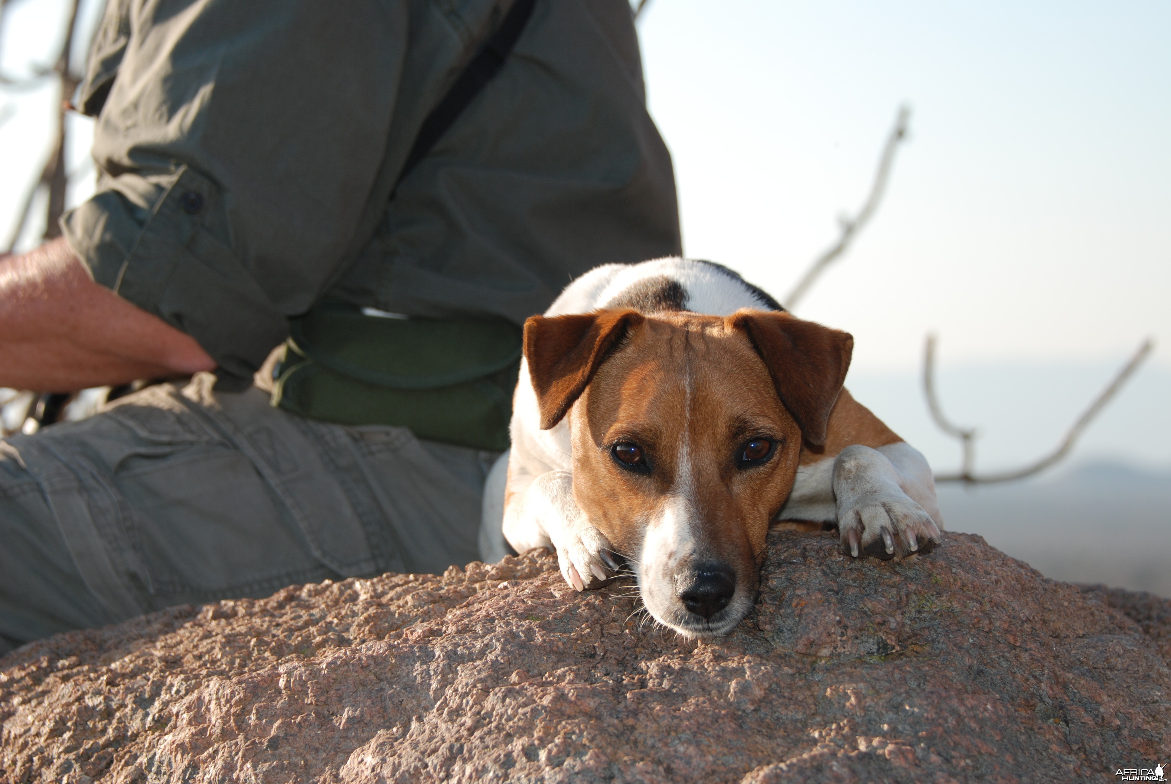 Hunting dog