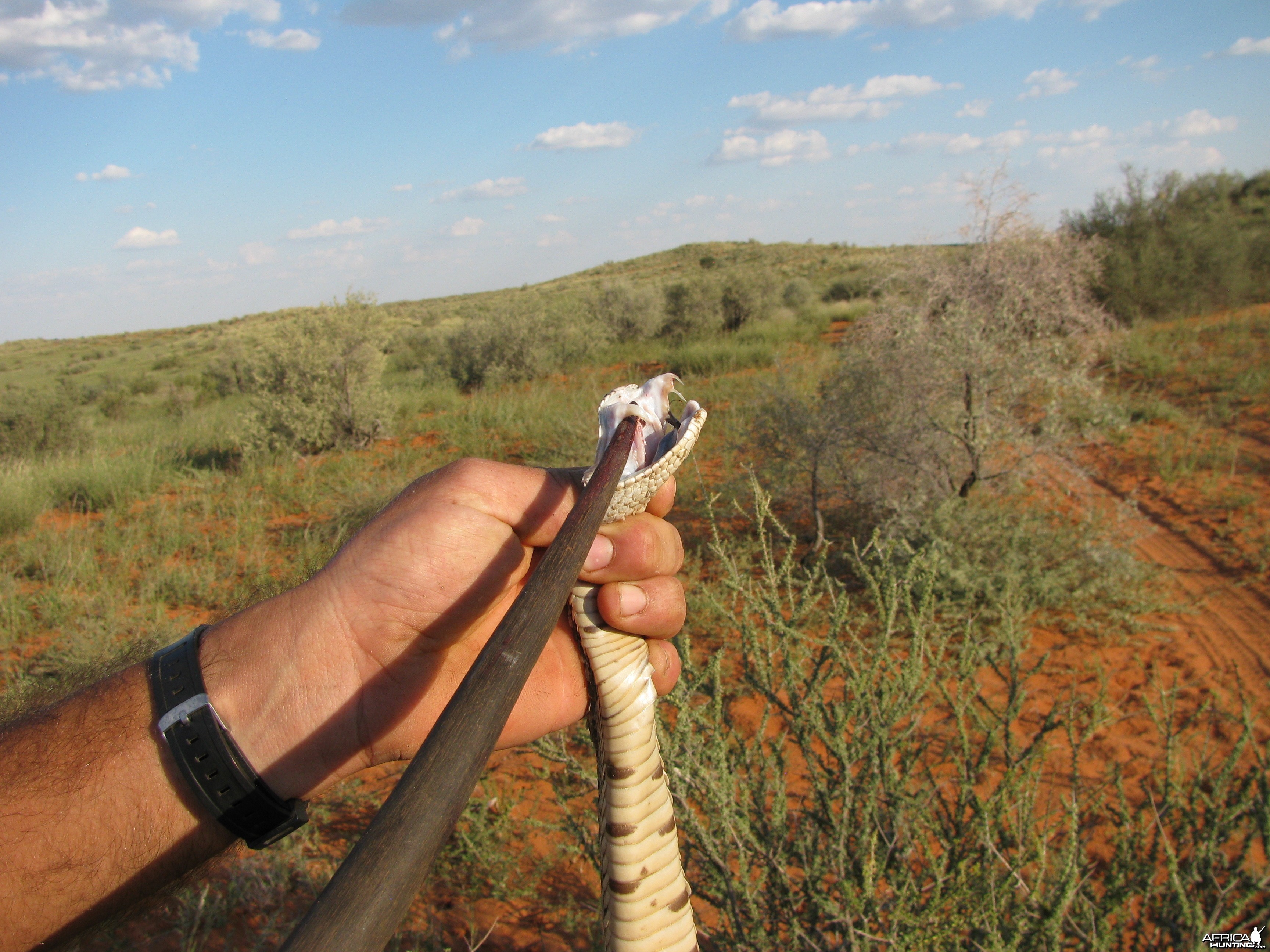 Puffadder