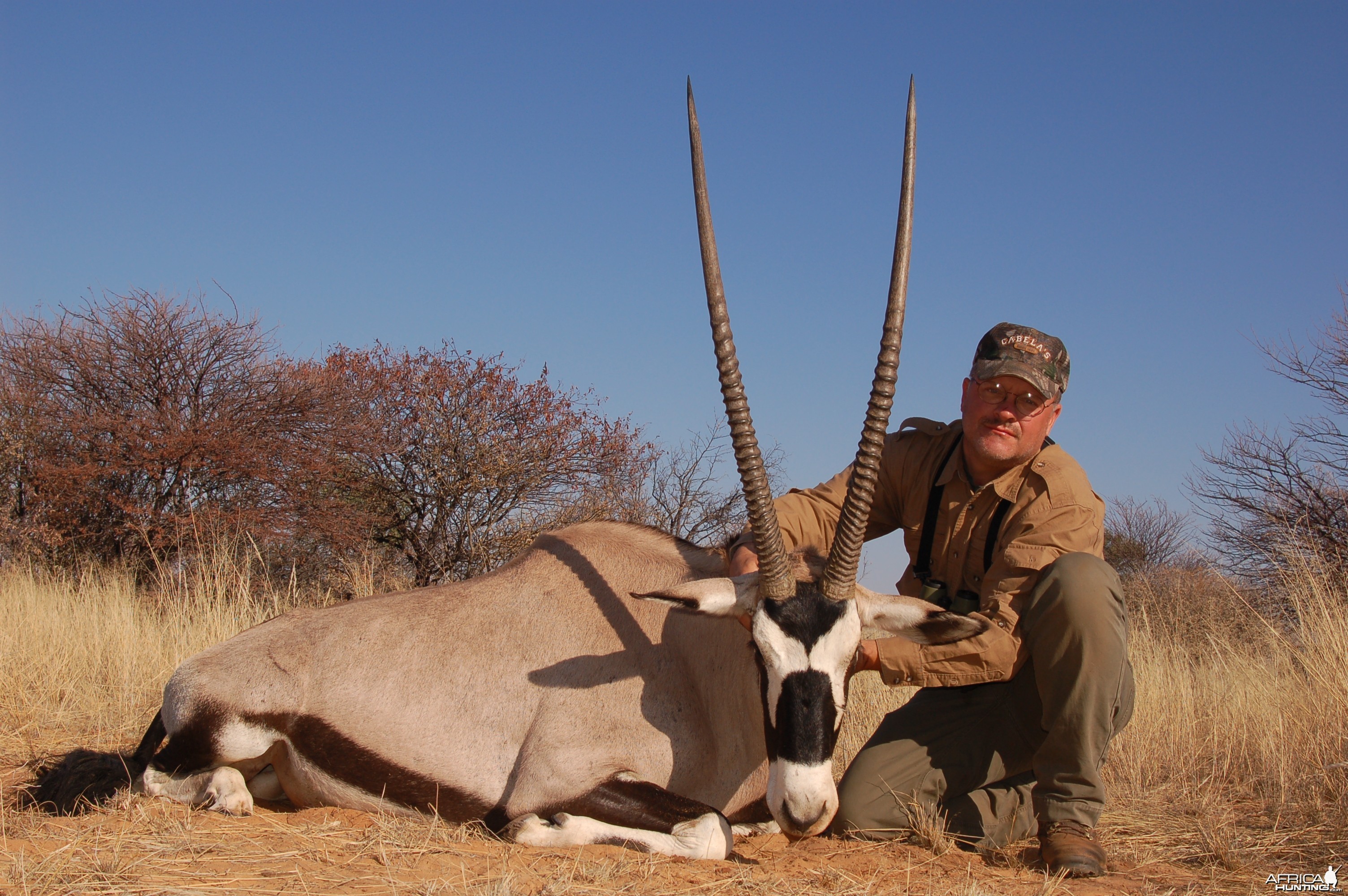 Gemsbok