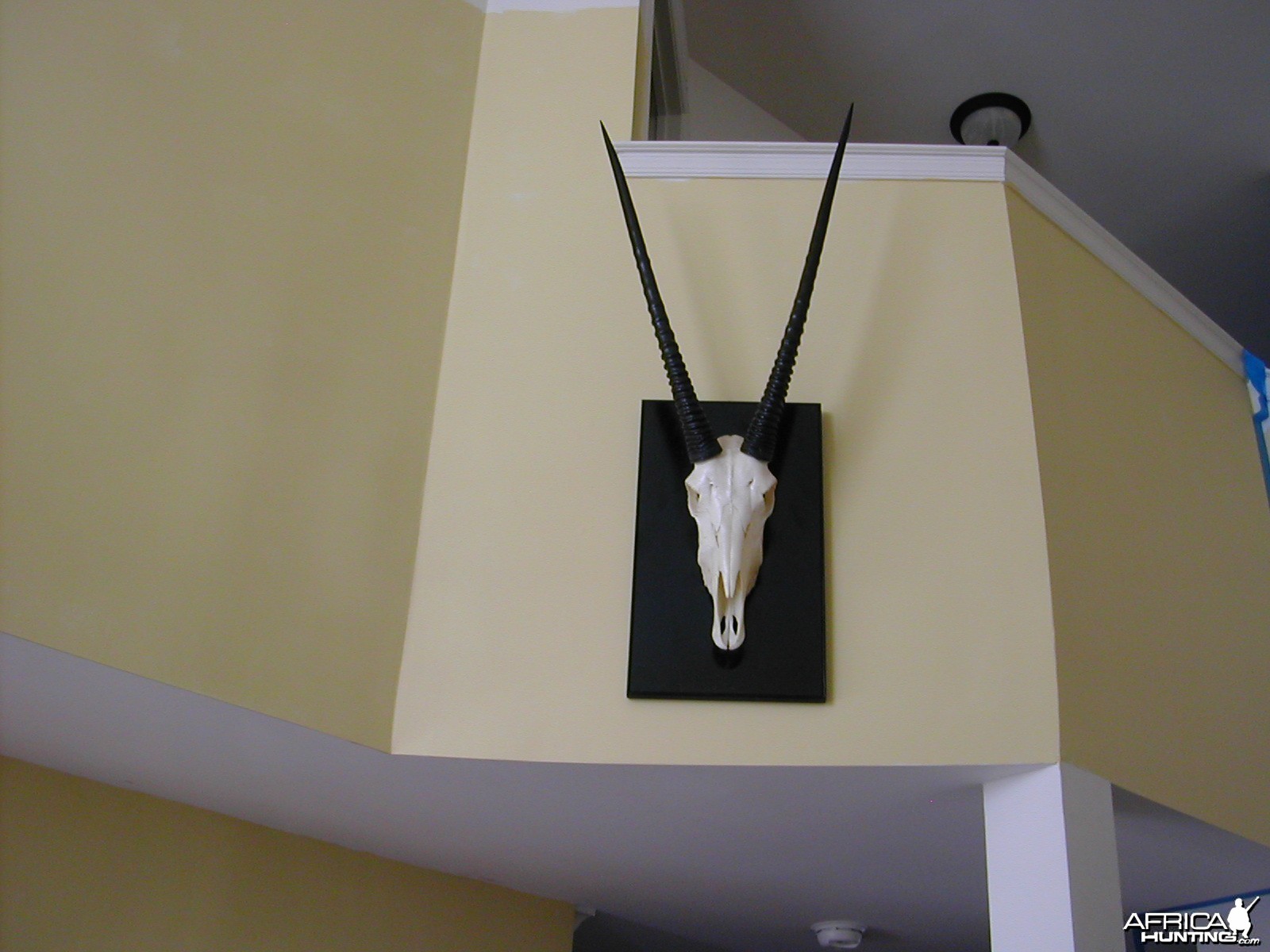 Oryx skull