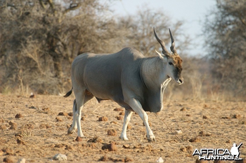 Cape Eland