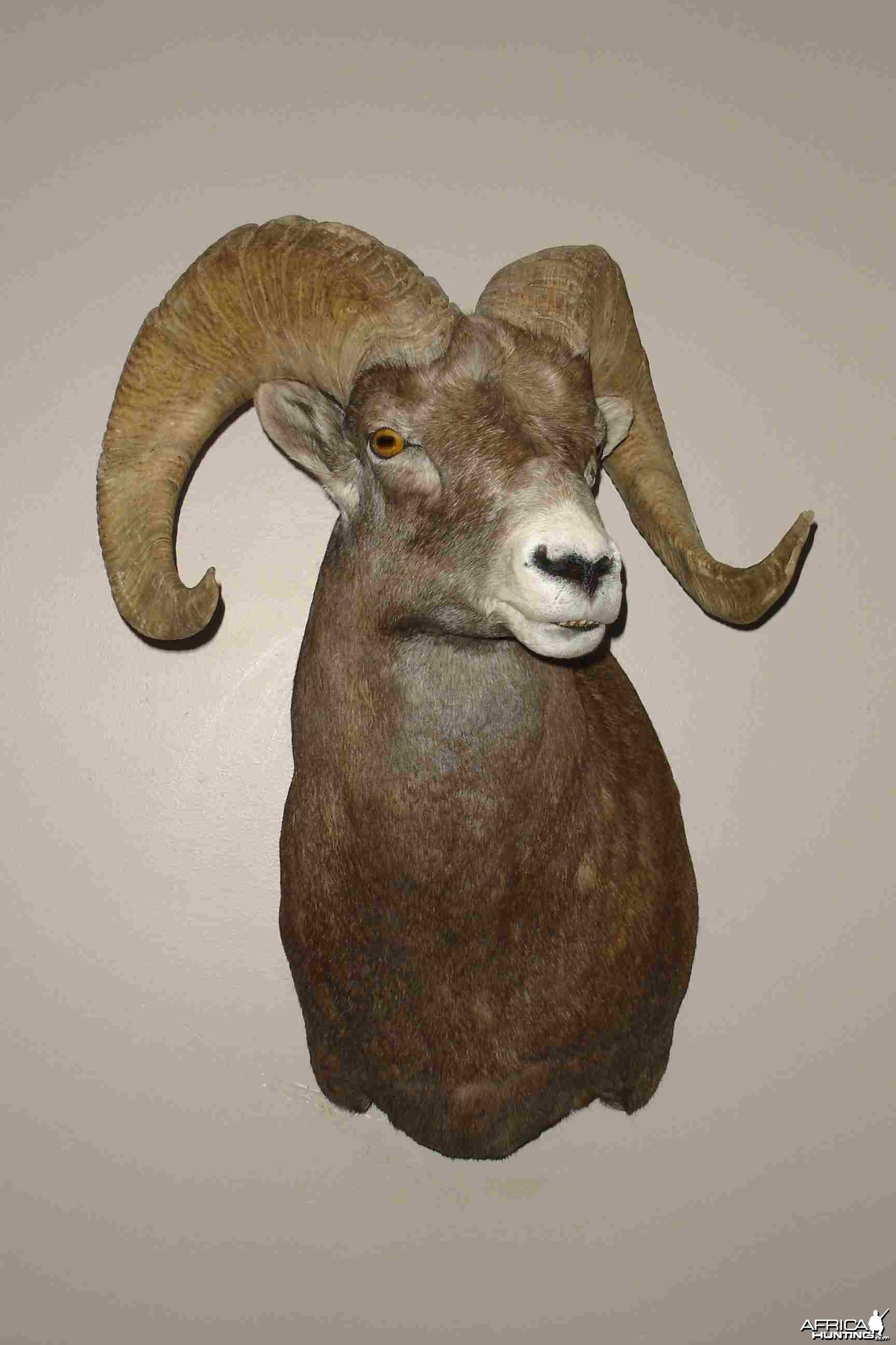 Bighorn Sheep