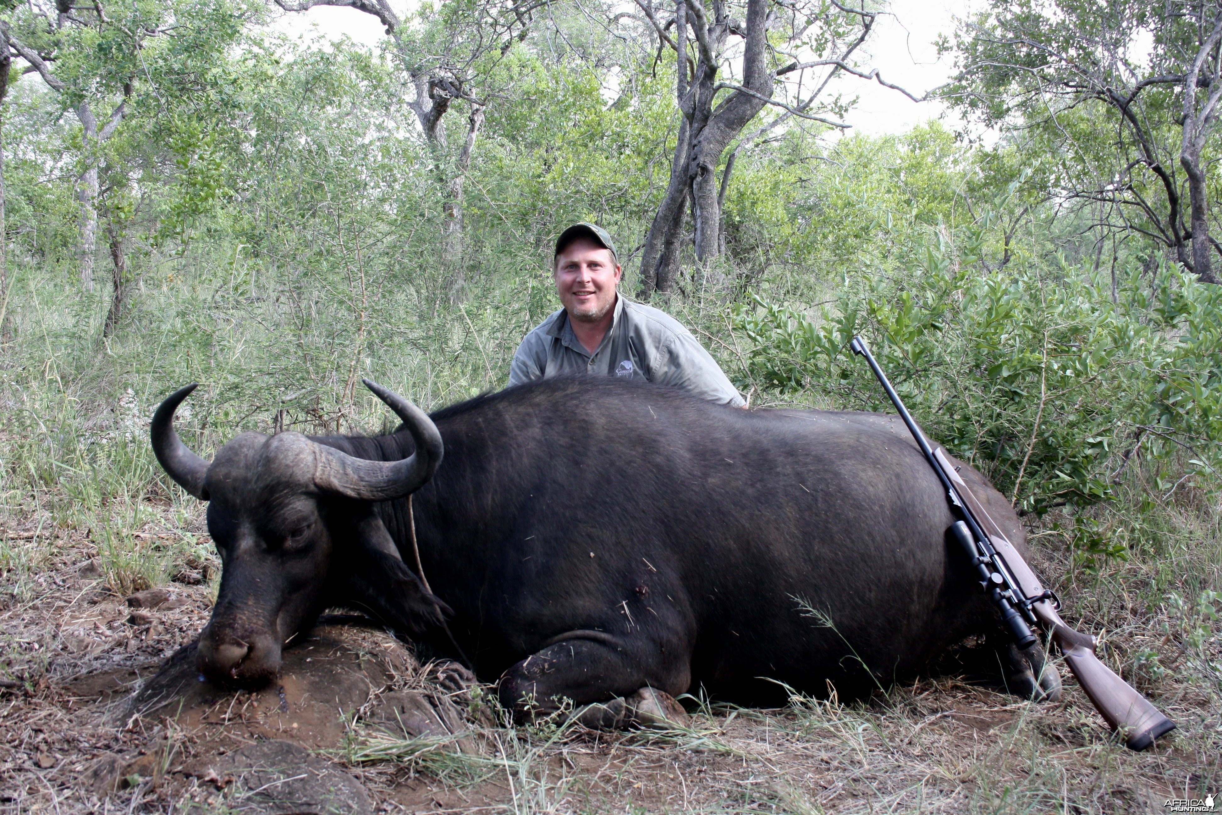 Buffalo Cow - South Africa