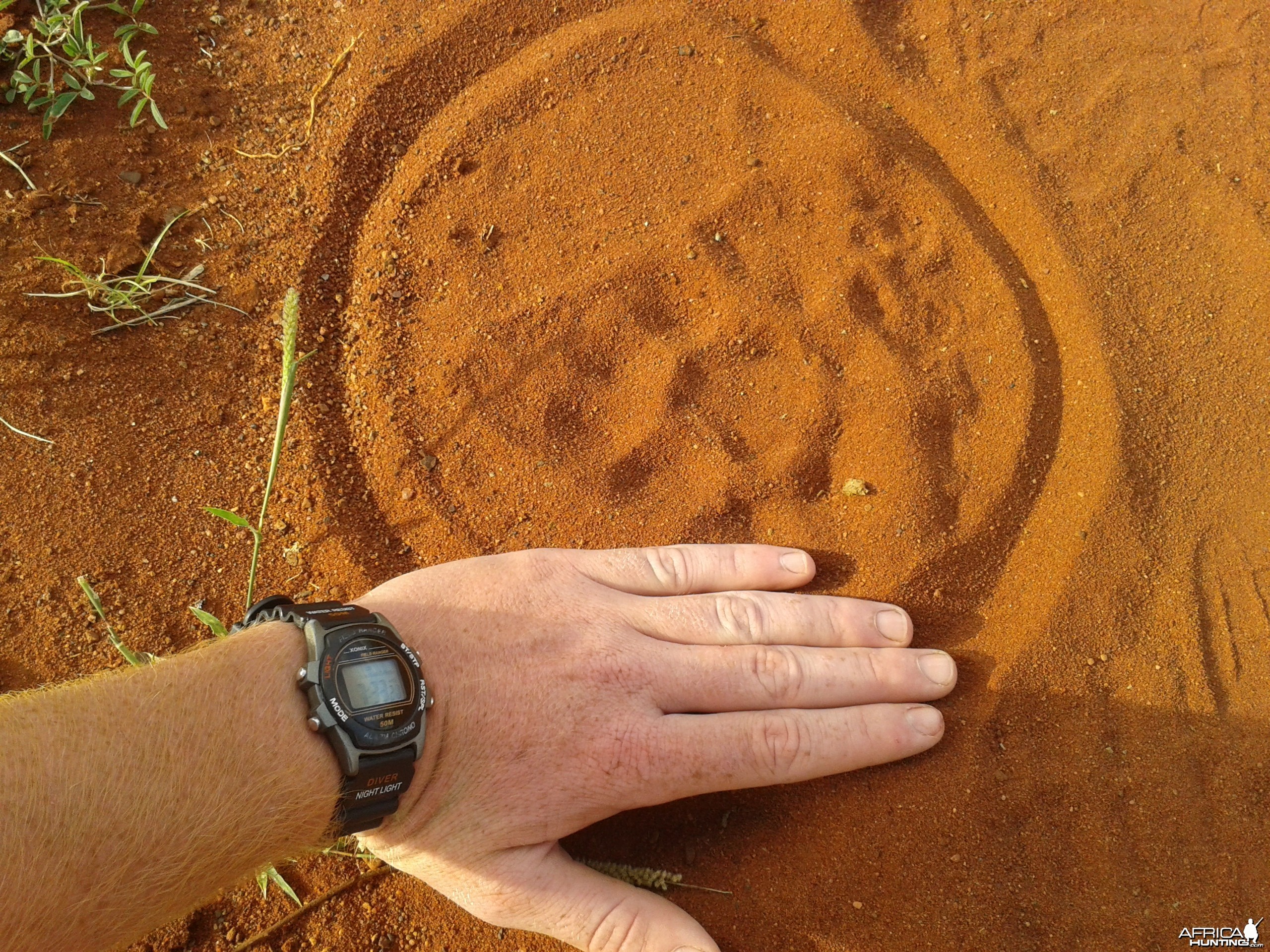 leopard track