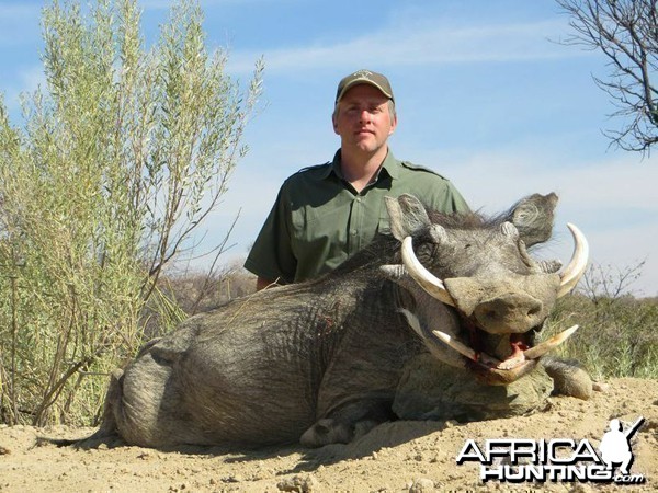 Warthog hunted at Westfalen Hunting Safaris Namibia