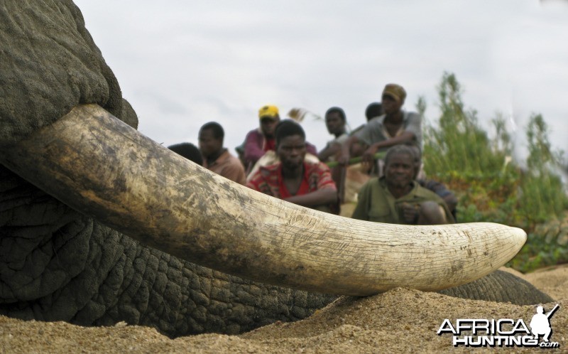 Elephant Zimbabwe