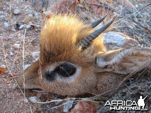 Damara Dik-Dik hunted at Westfalen Hunting Safaris Namibia