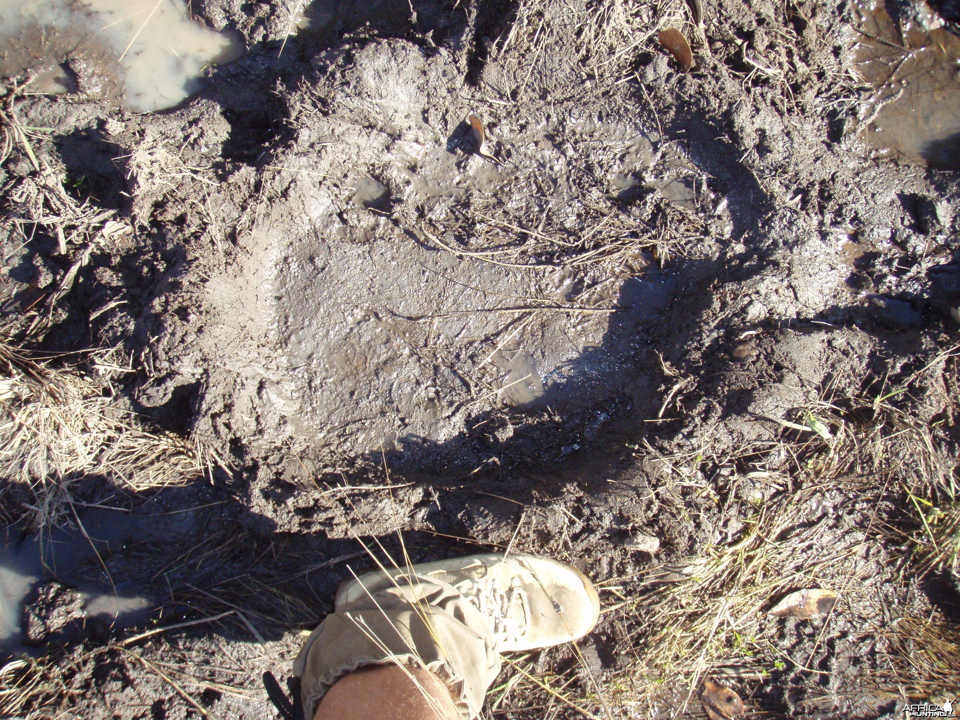 Large elephant footprint.